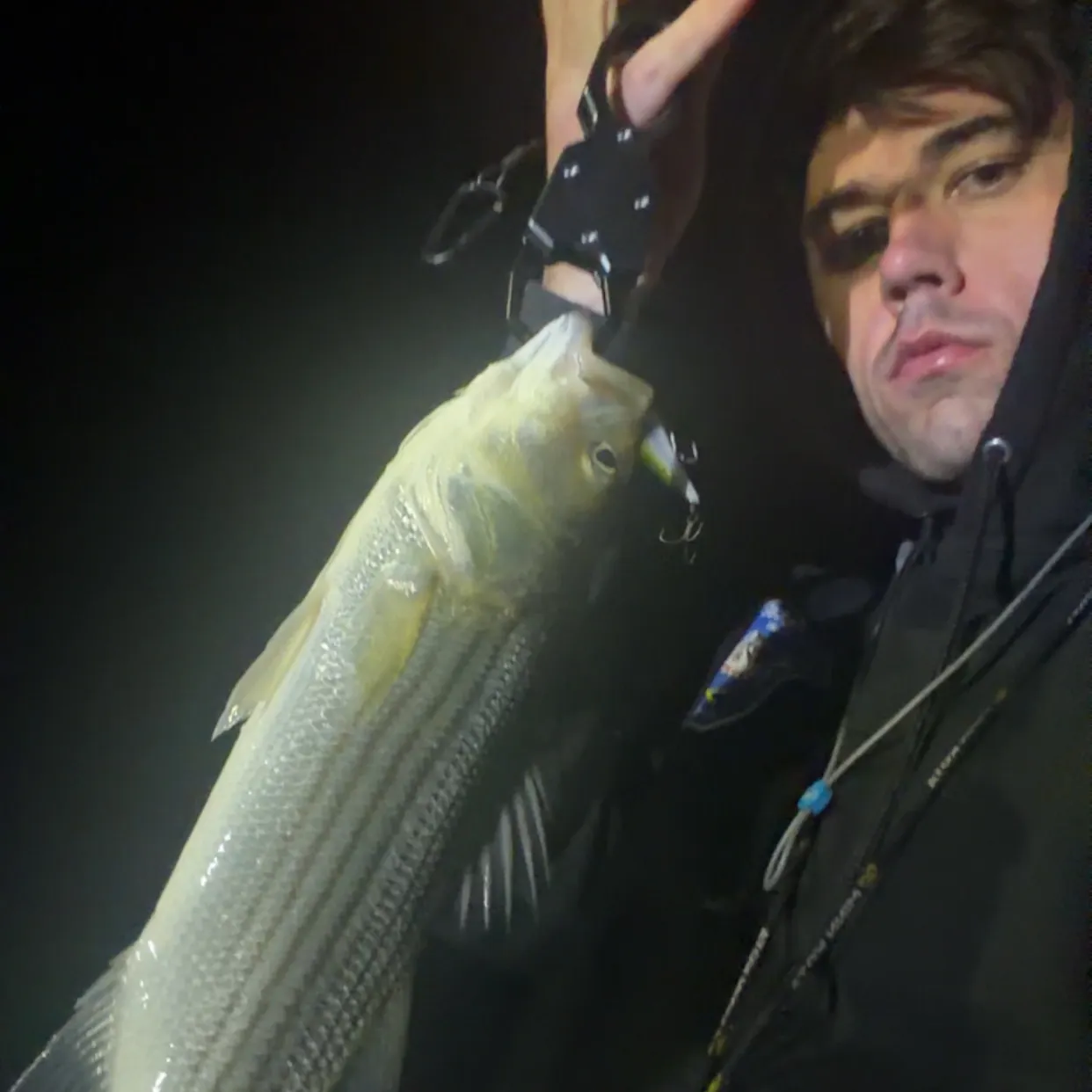 Striped bass caught on Fishbrain