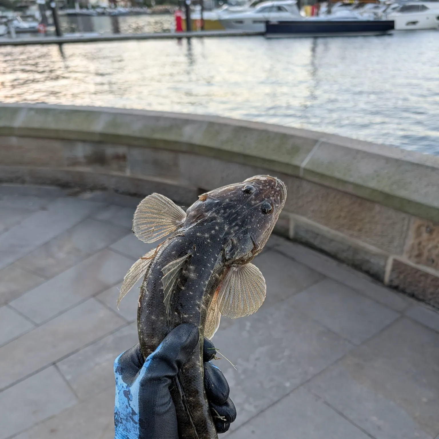 Dusky flathead caught on Fishbrain