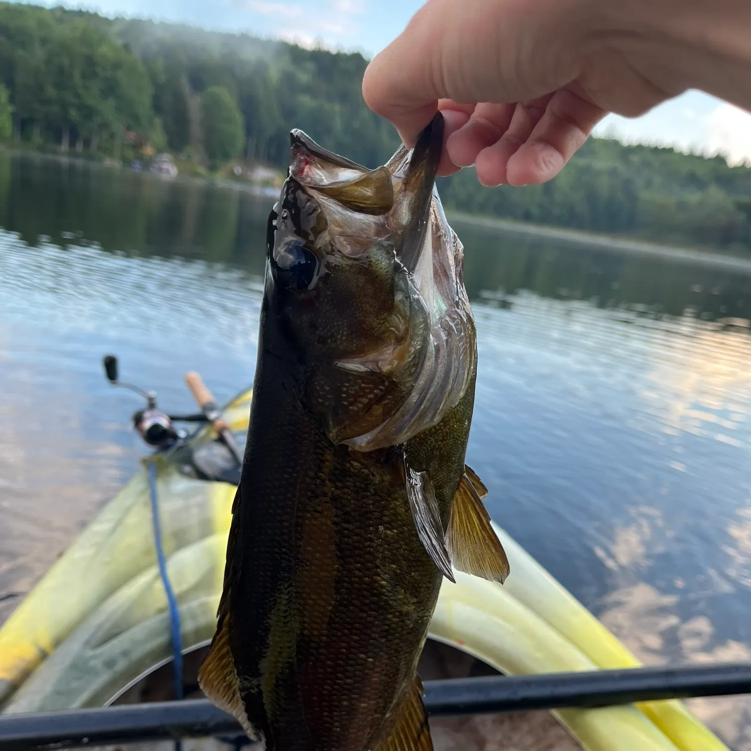 Smallmouth bass caught on Fishbrain