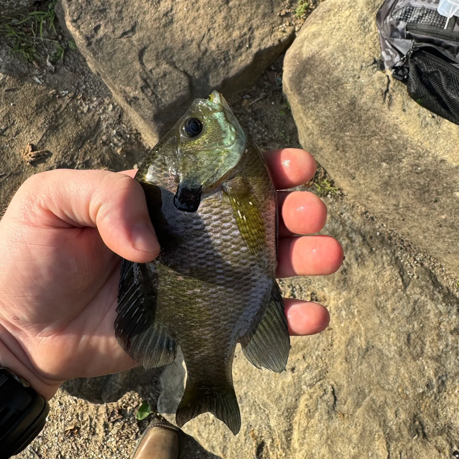 Bluegill caught on Fishbrain
