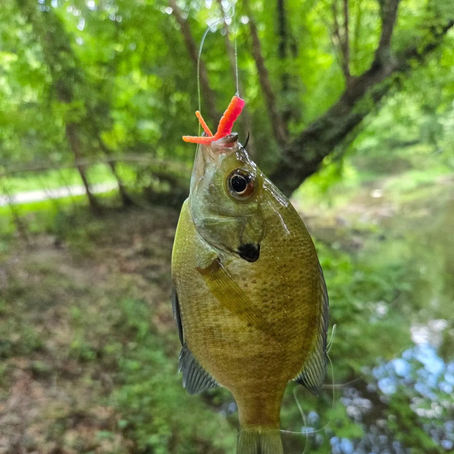 Bluegill caught on Fishbrain
