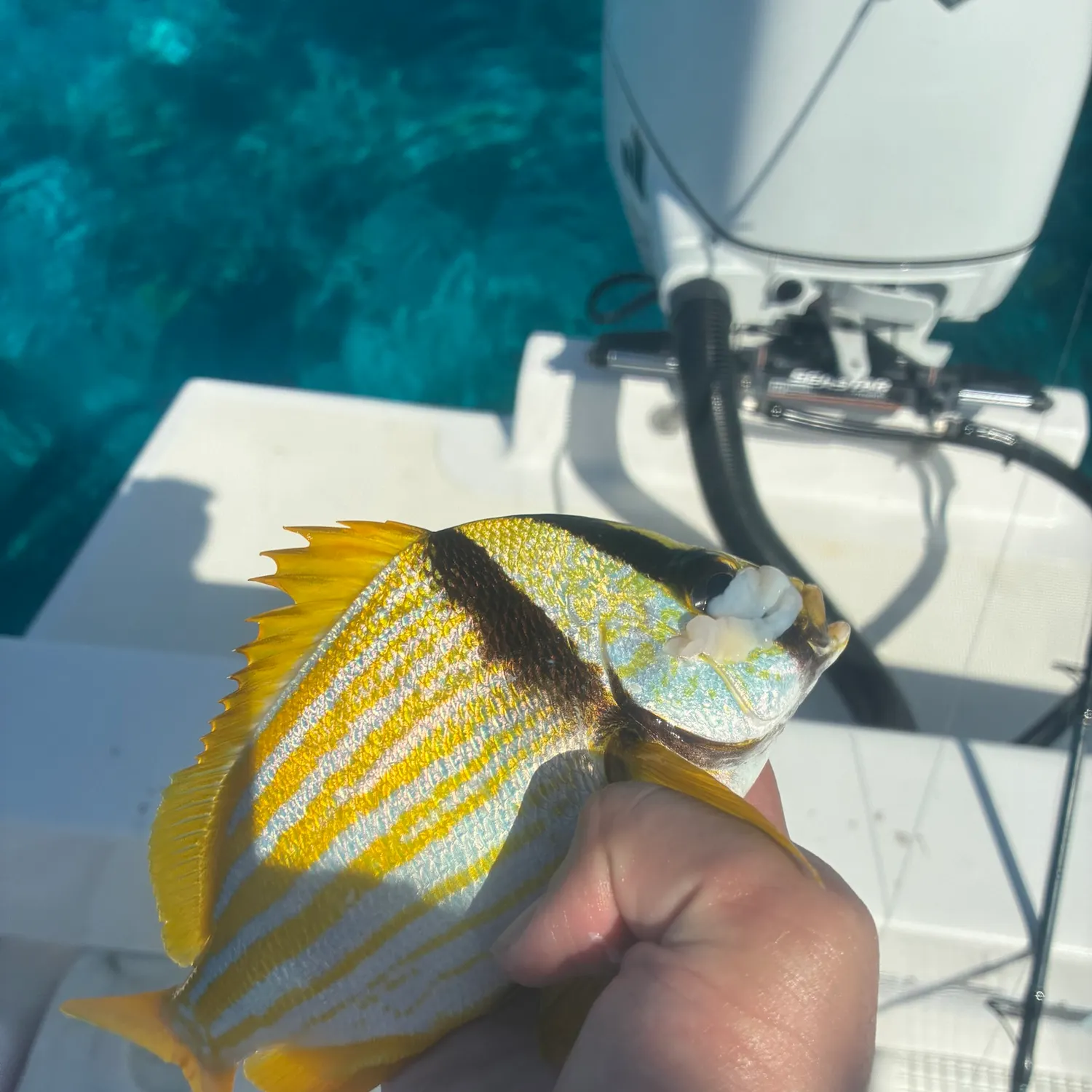 Atlantic porkfish caught on Fishbrain