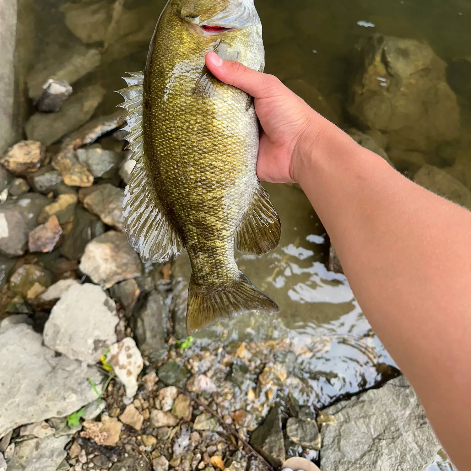 Smallmouth bass caught on Fishbrain