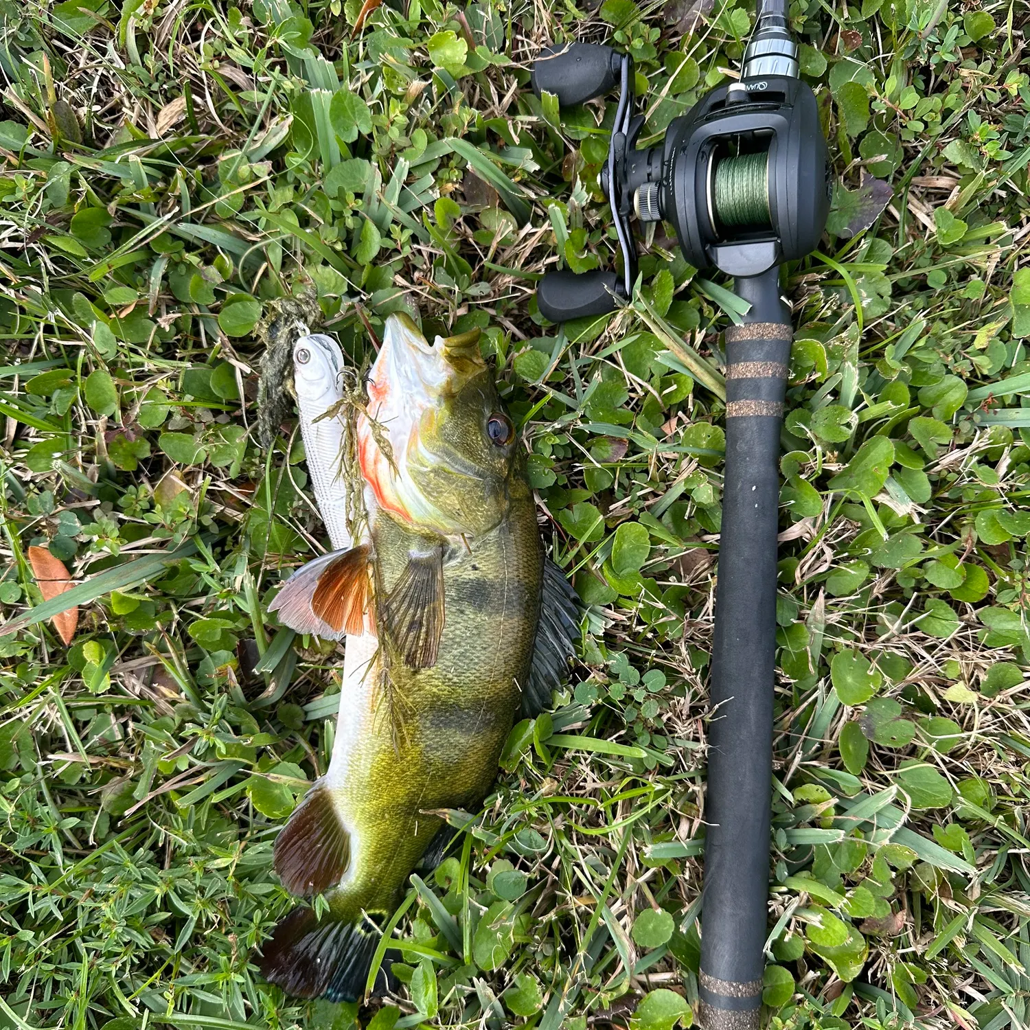 The most recent Butterfly peacock bass catches on Fishbrain
