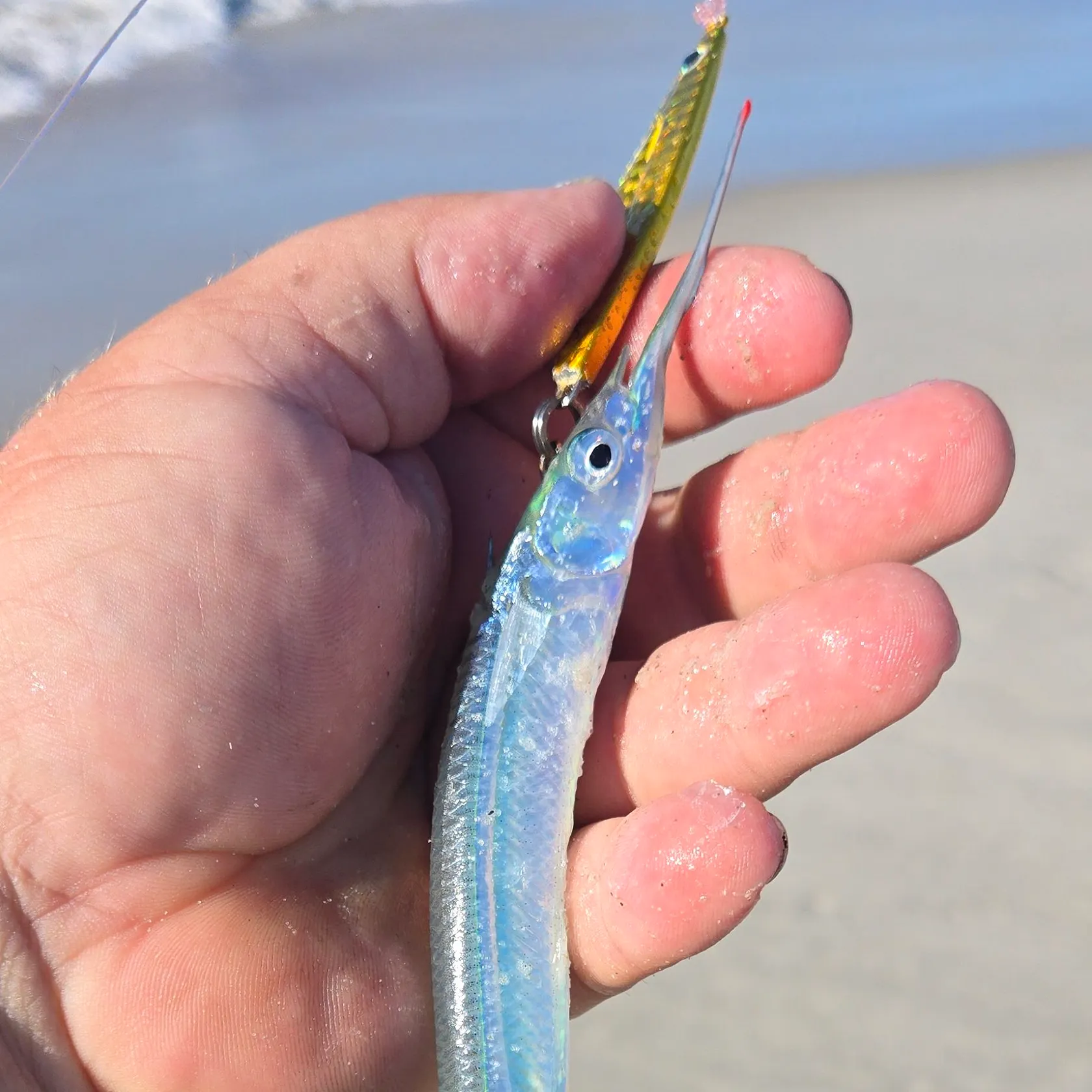 The most recent Ballyhoo halfbeak catches on Fishbrain