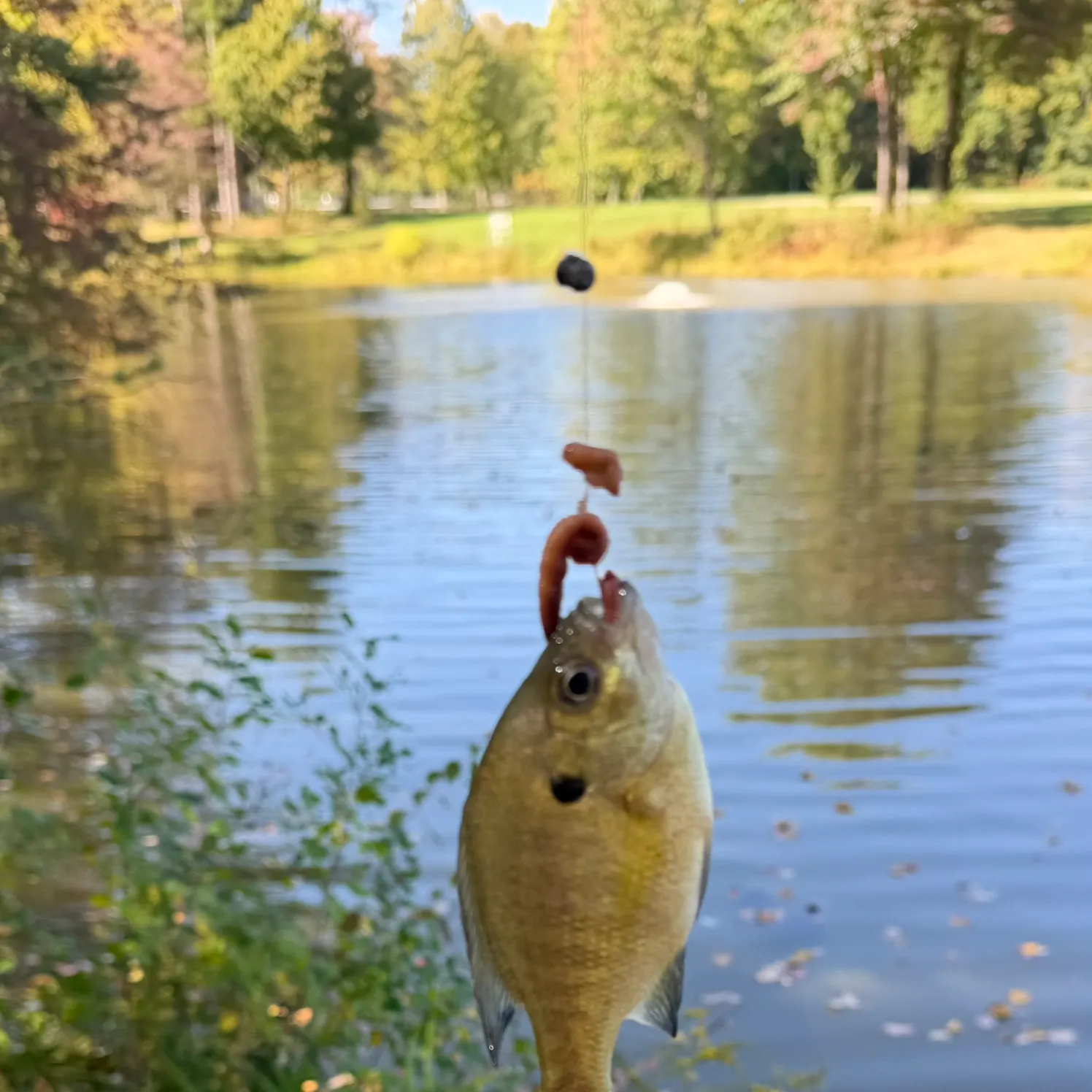 Bluegill caught on Fishbrain
