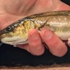 The most recent Dolly varden catches on Fishbrain