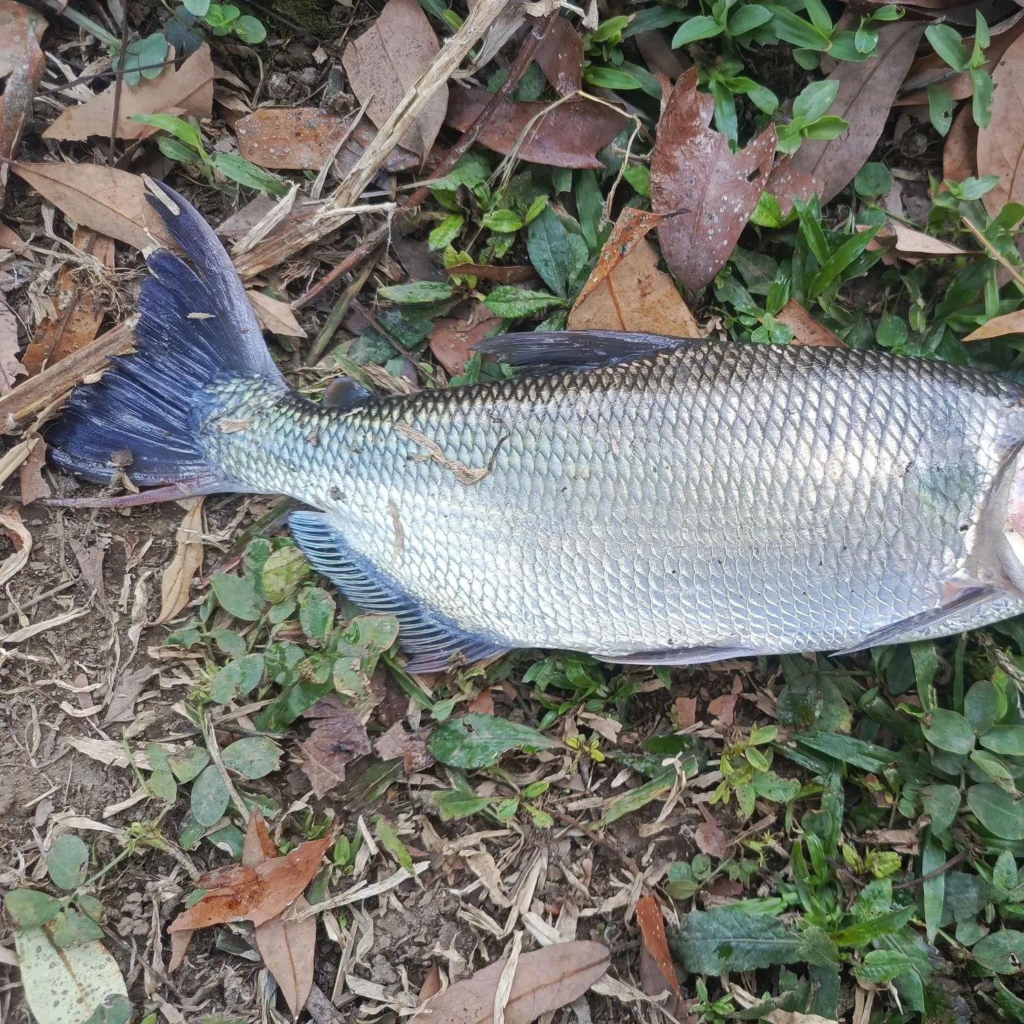 The most recent Dorada catches on Fishbrain