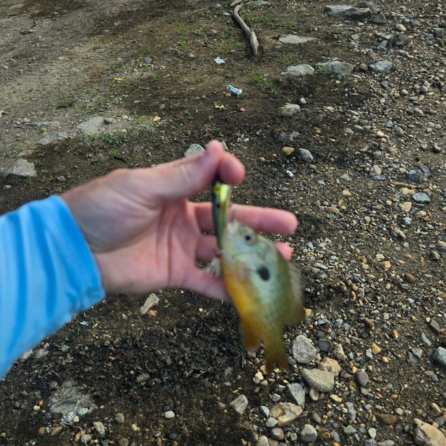 Longear sunfish caught on Fishbrain