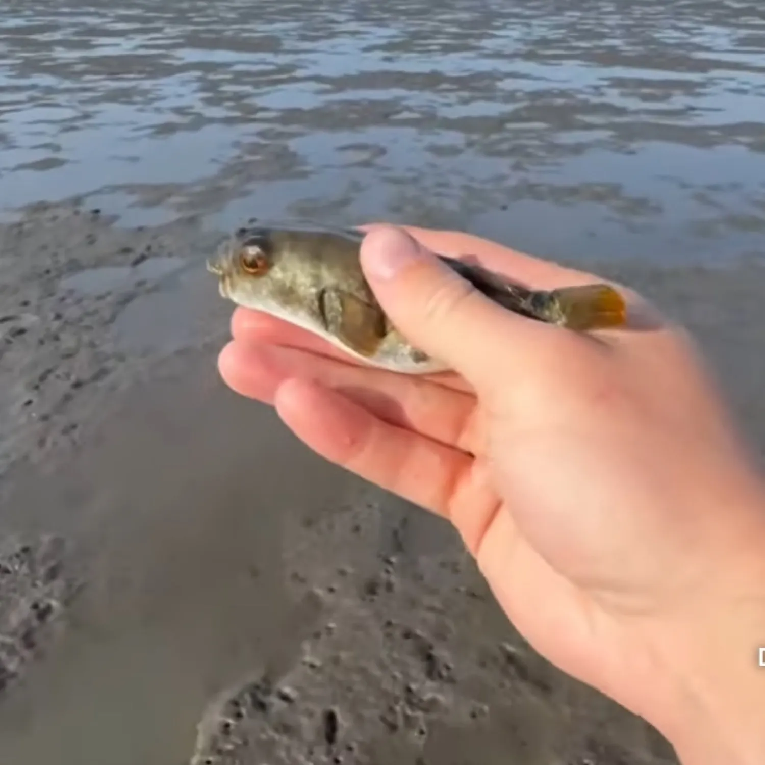 The most popular recent Yellowspotted puffer catch on Fishbrain