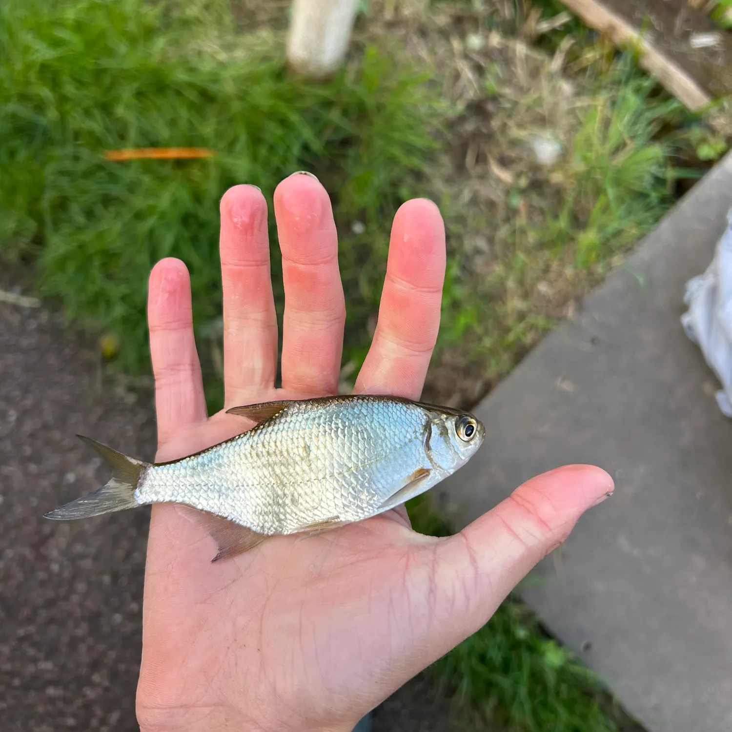 Common bream caught on Fishbrain