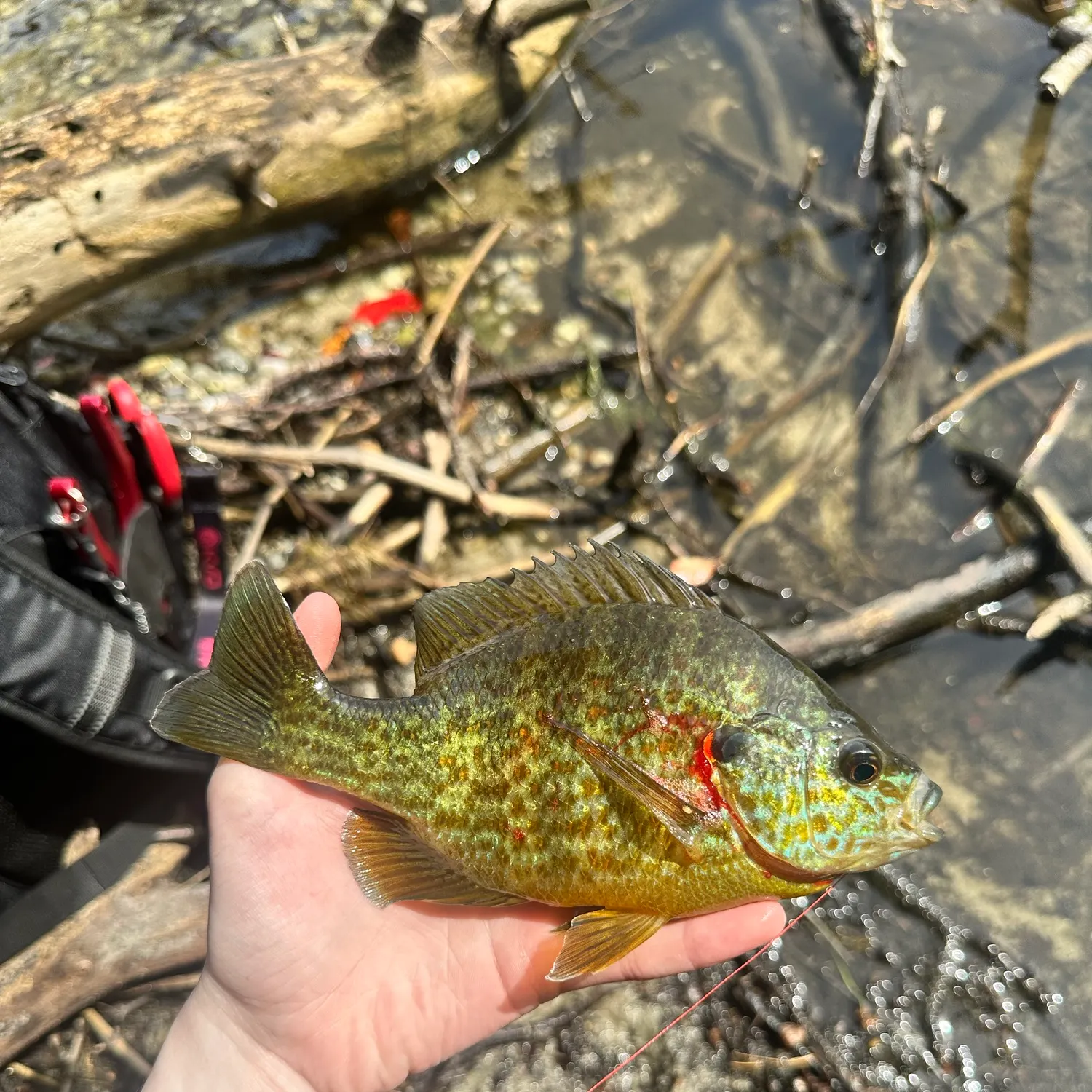 Pumpkinseed caught on Fishbrain