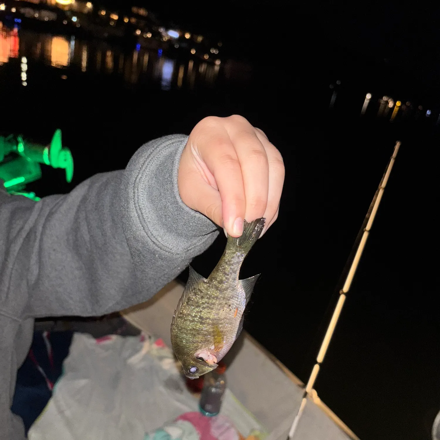 Bluegill caught on Fishbrain