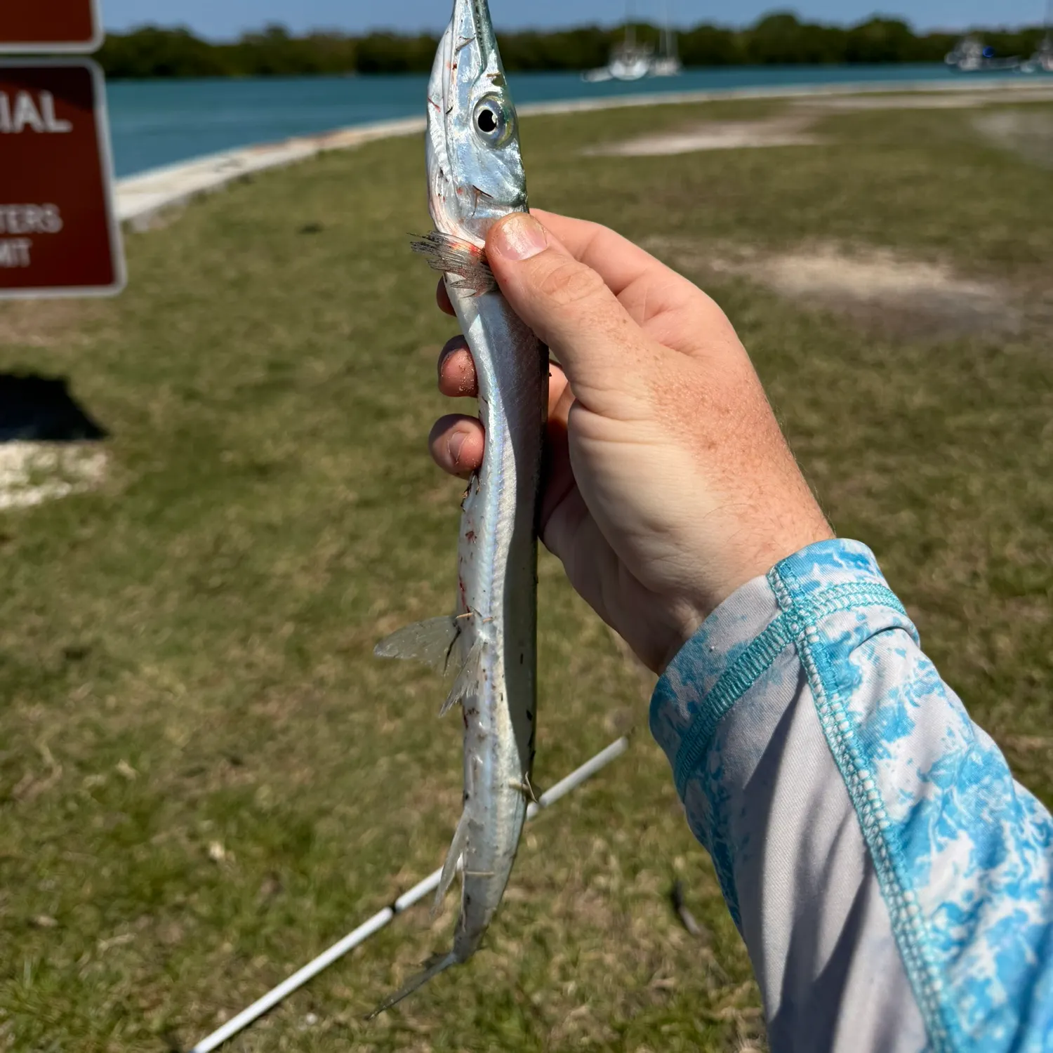 The most recent Atlantic needlefish catches on Fishbrain