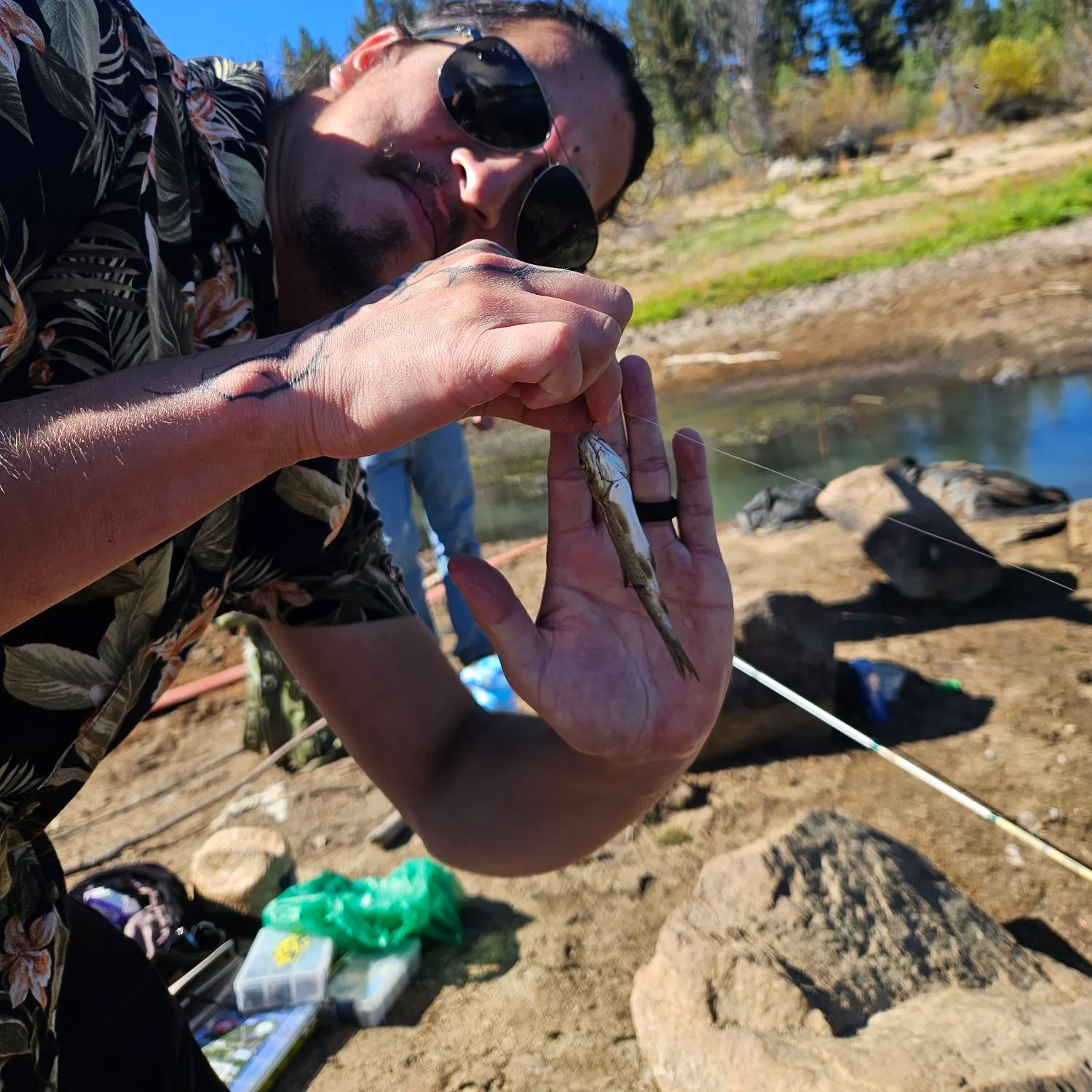 Tui chub caught on Fishbrain