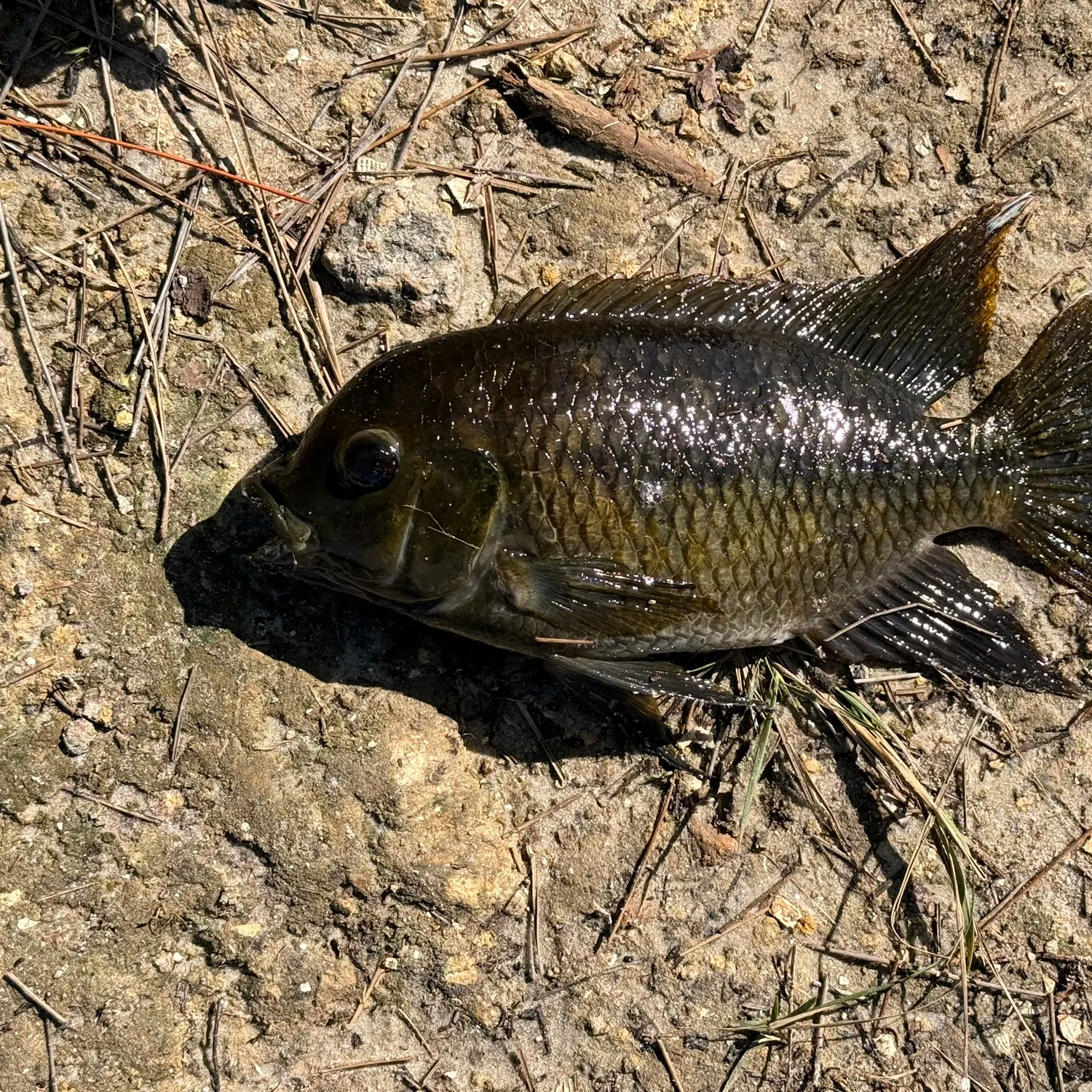 The most recent Spotted tilapia catches on Fishbrain