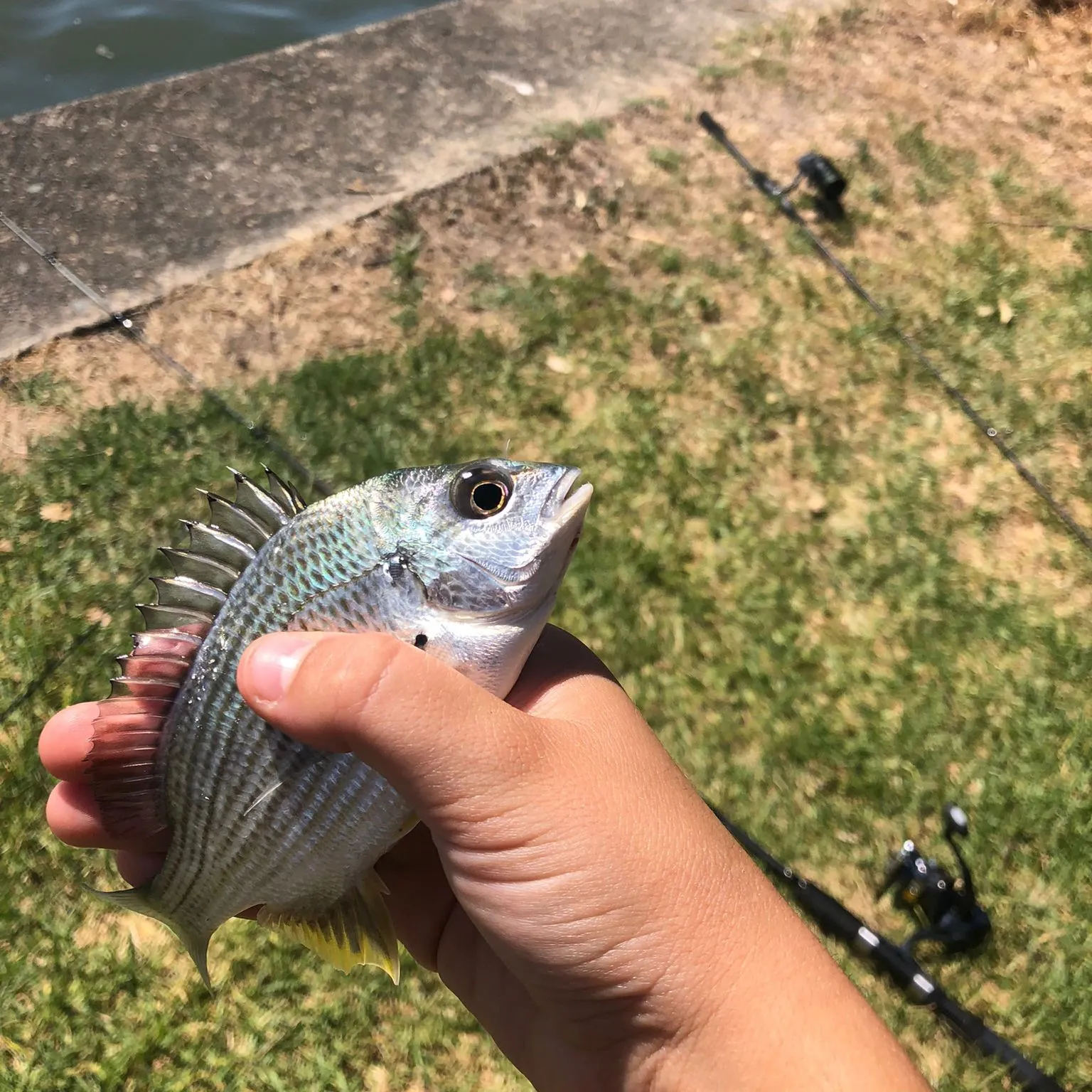 The most recent Goldlined seabream catches on Fishbrain