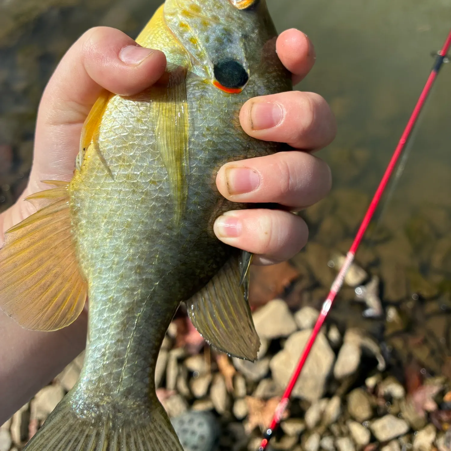 Redear sunfish caught on Fishbrain