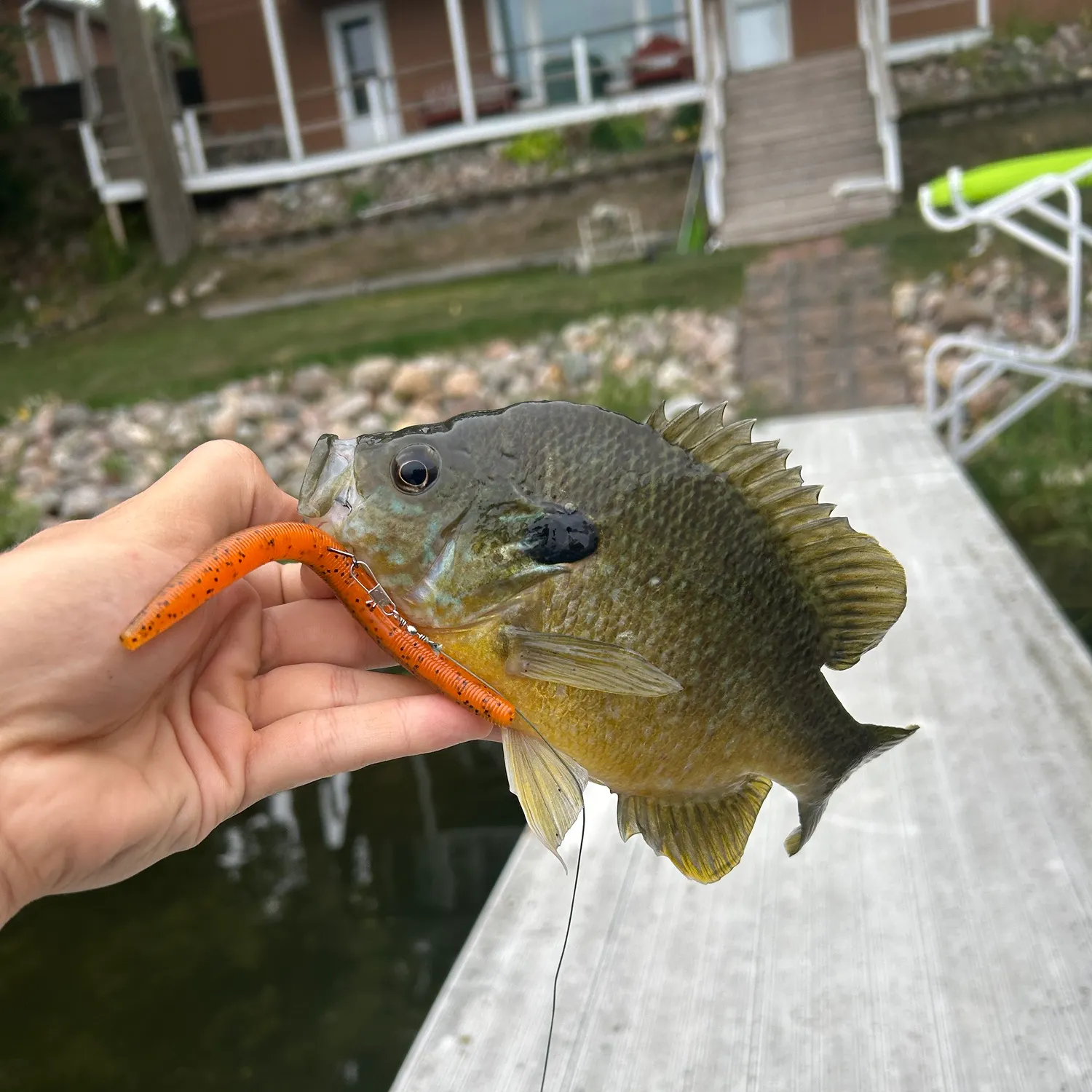 Greengill hybrid caught on Fishbrain
