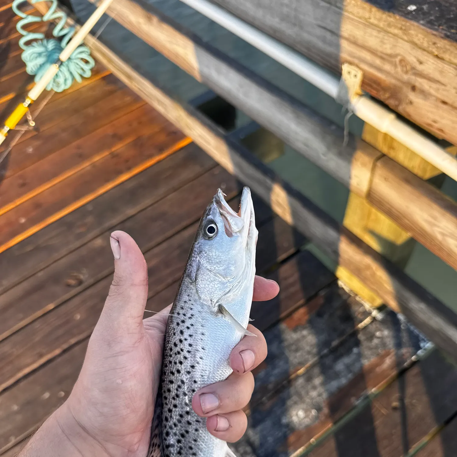 Spotted seatrout caught on Fishbrain