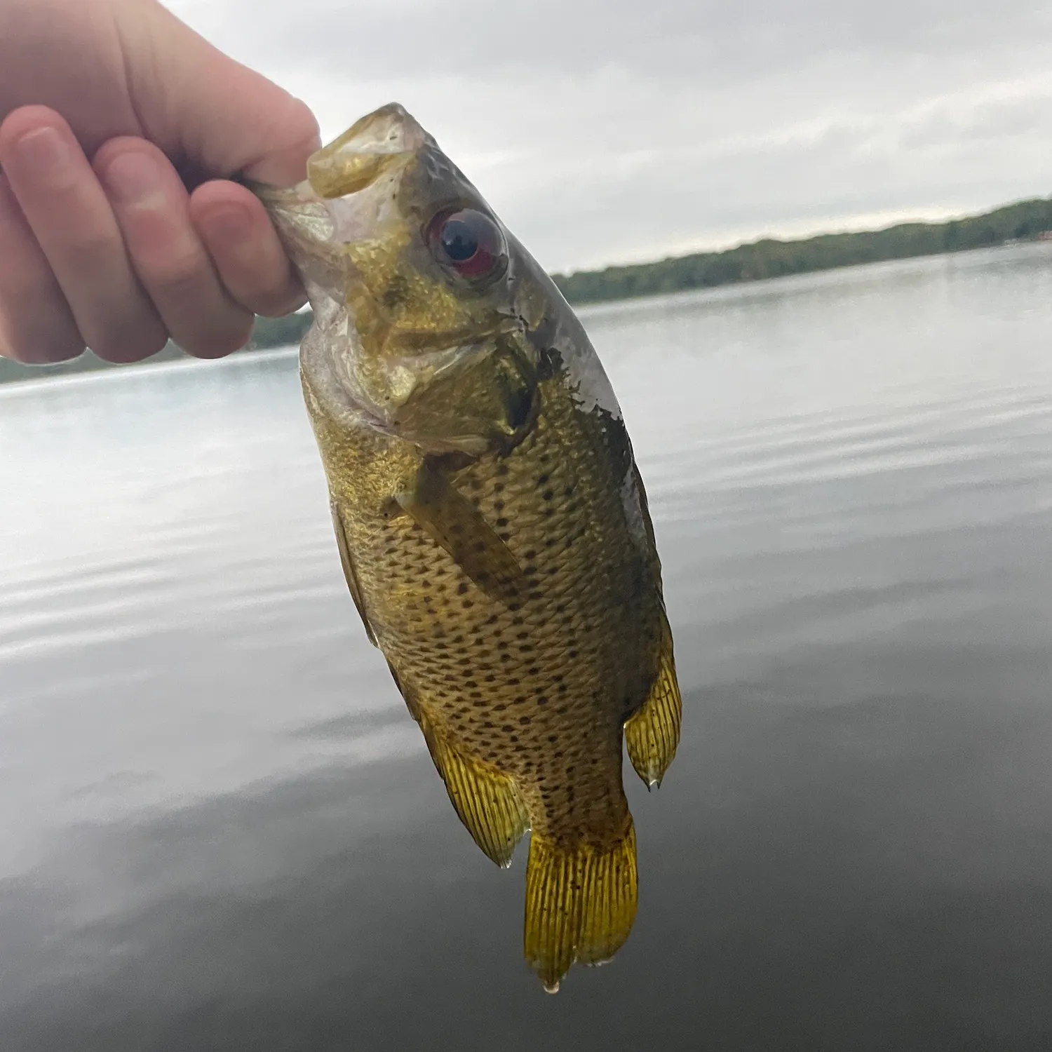 Rock bass caught on Fishbrain