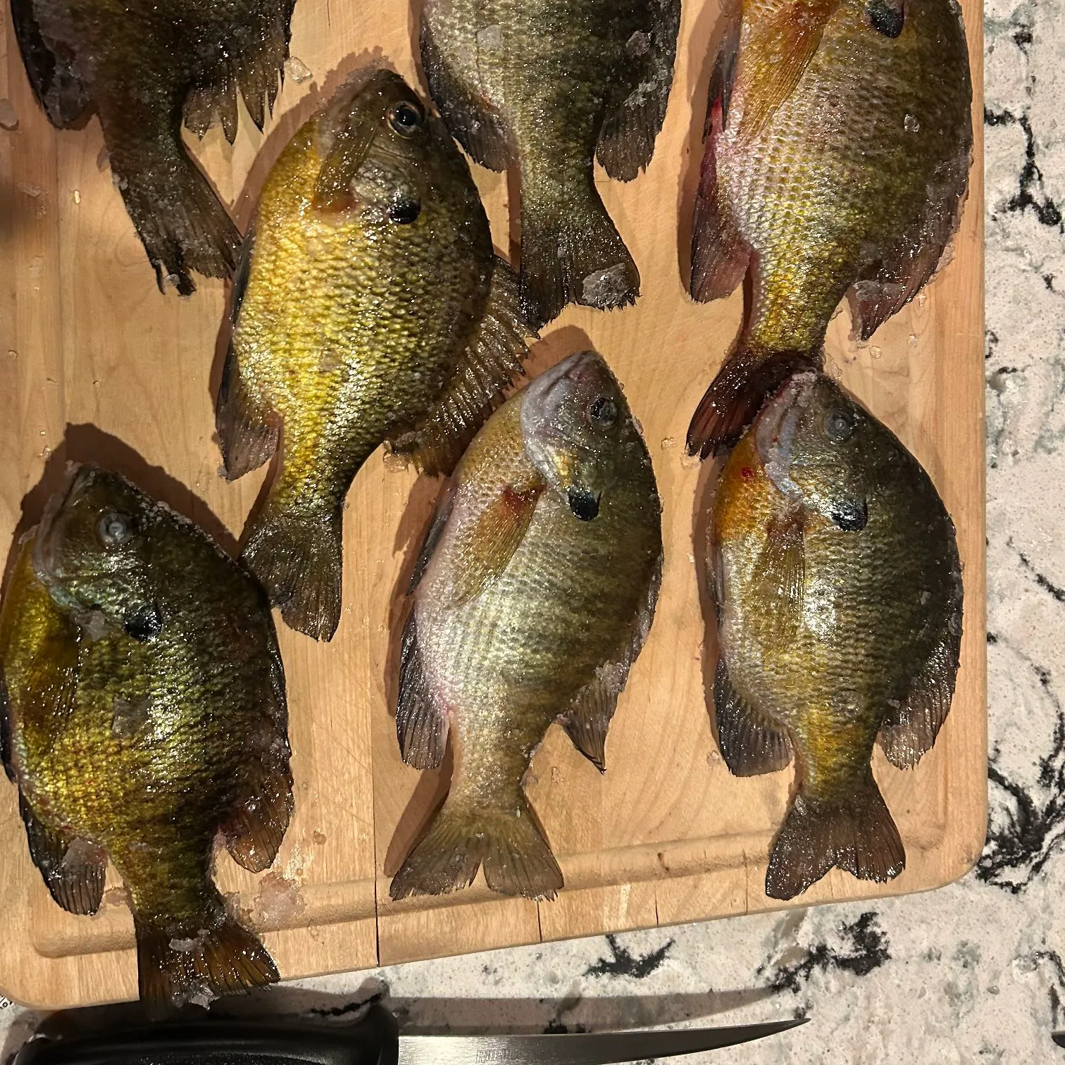 recently logged catches