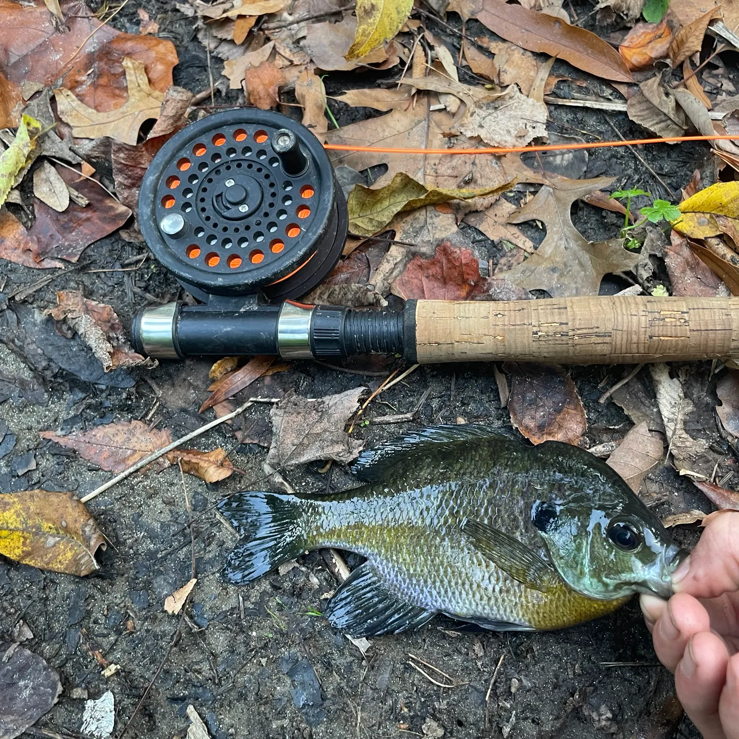 Bluegill caught on Fishbrain