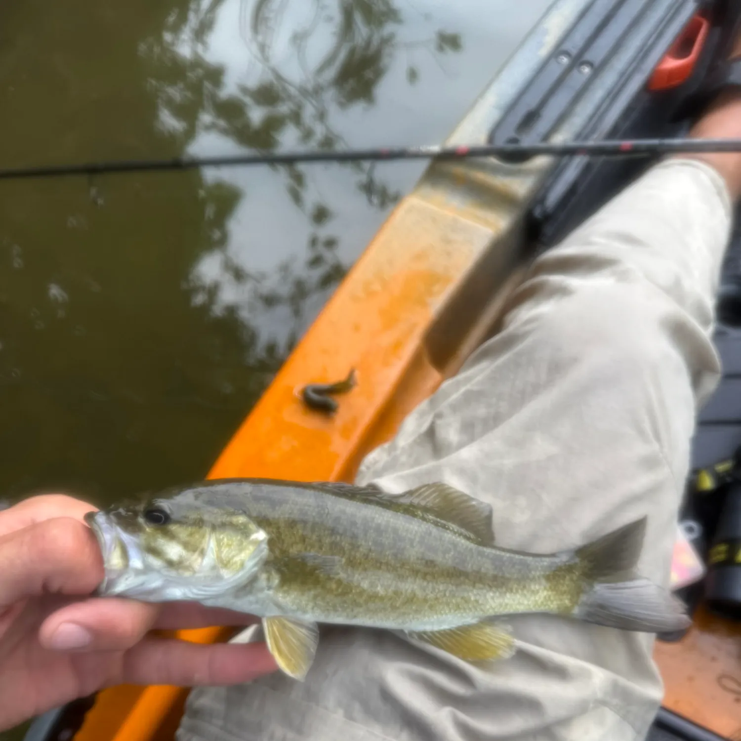 Smallmouth bass caught on Fishbrain