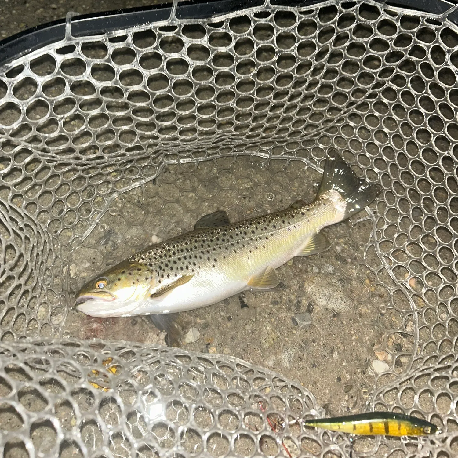 Brown trout caught on Fishbrain
