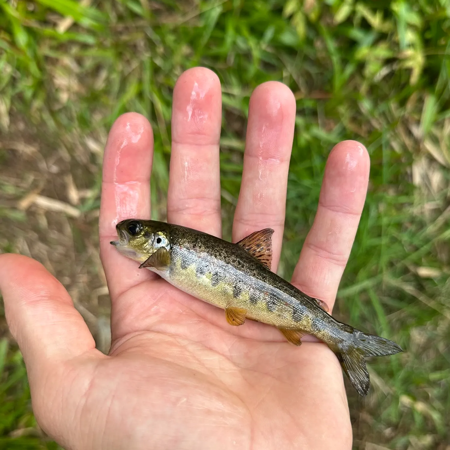 Atlantic salmon caught on Fishbrain