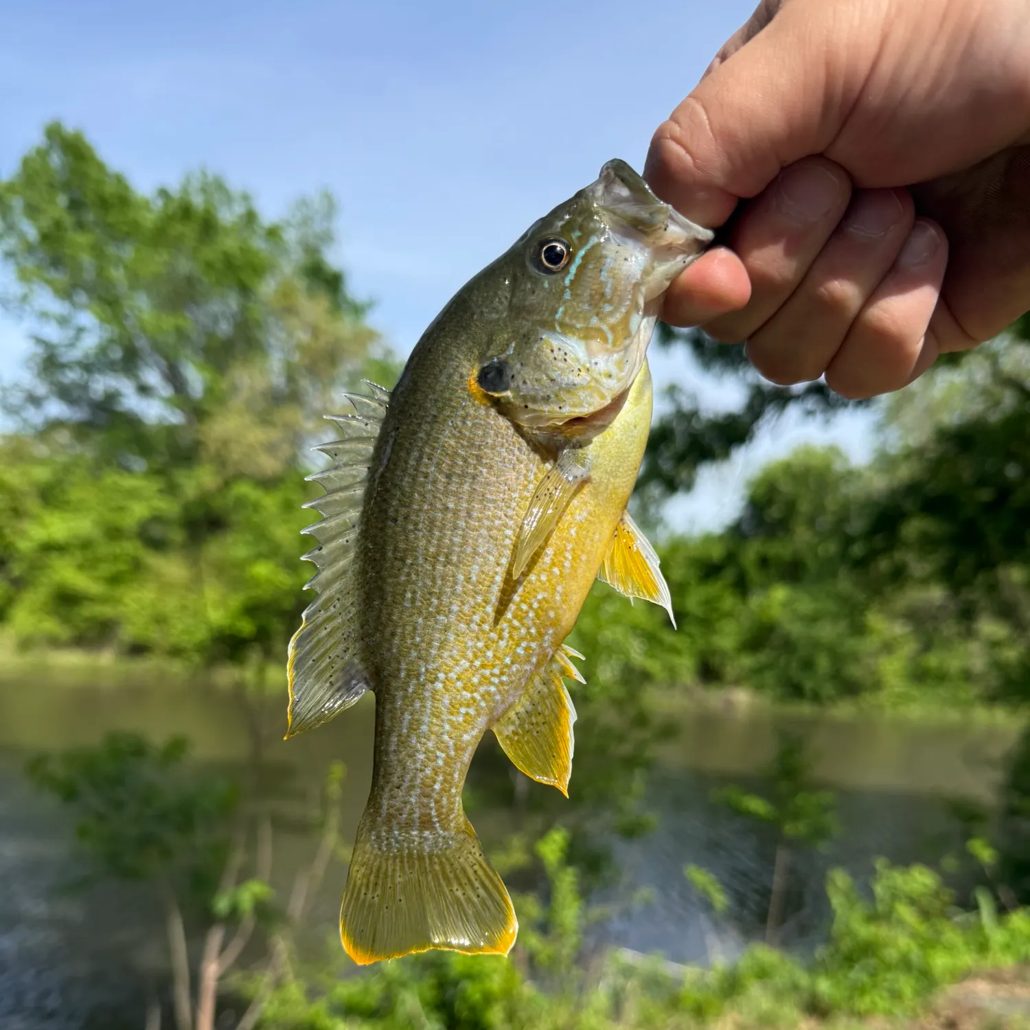 The most recent Green sunfish catches on Fishbrain