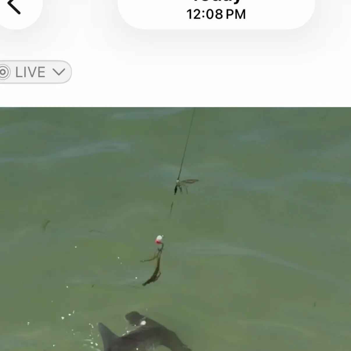 The most recent Great hammerhead shark catches on Fishbrain