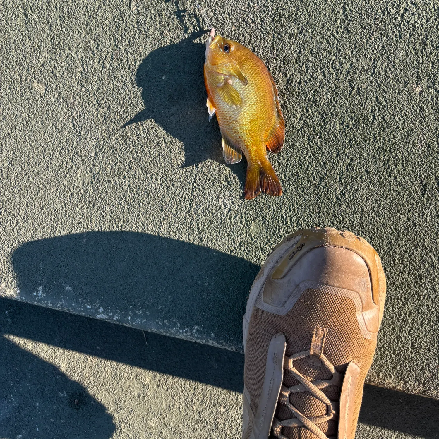 Redbreast sunfish caught on Fishbrain