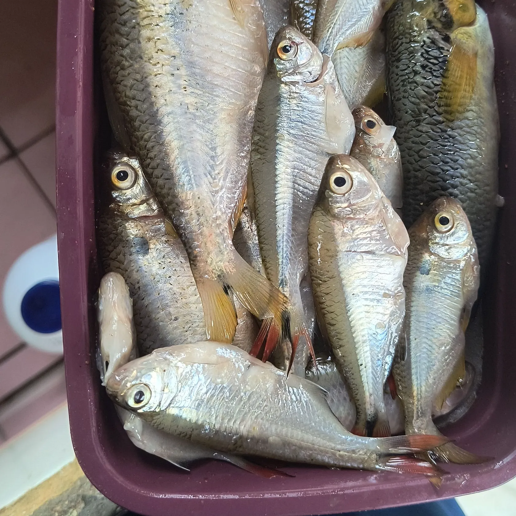 recently logged catches