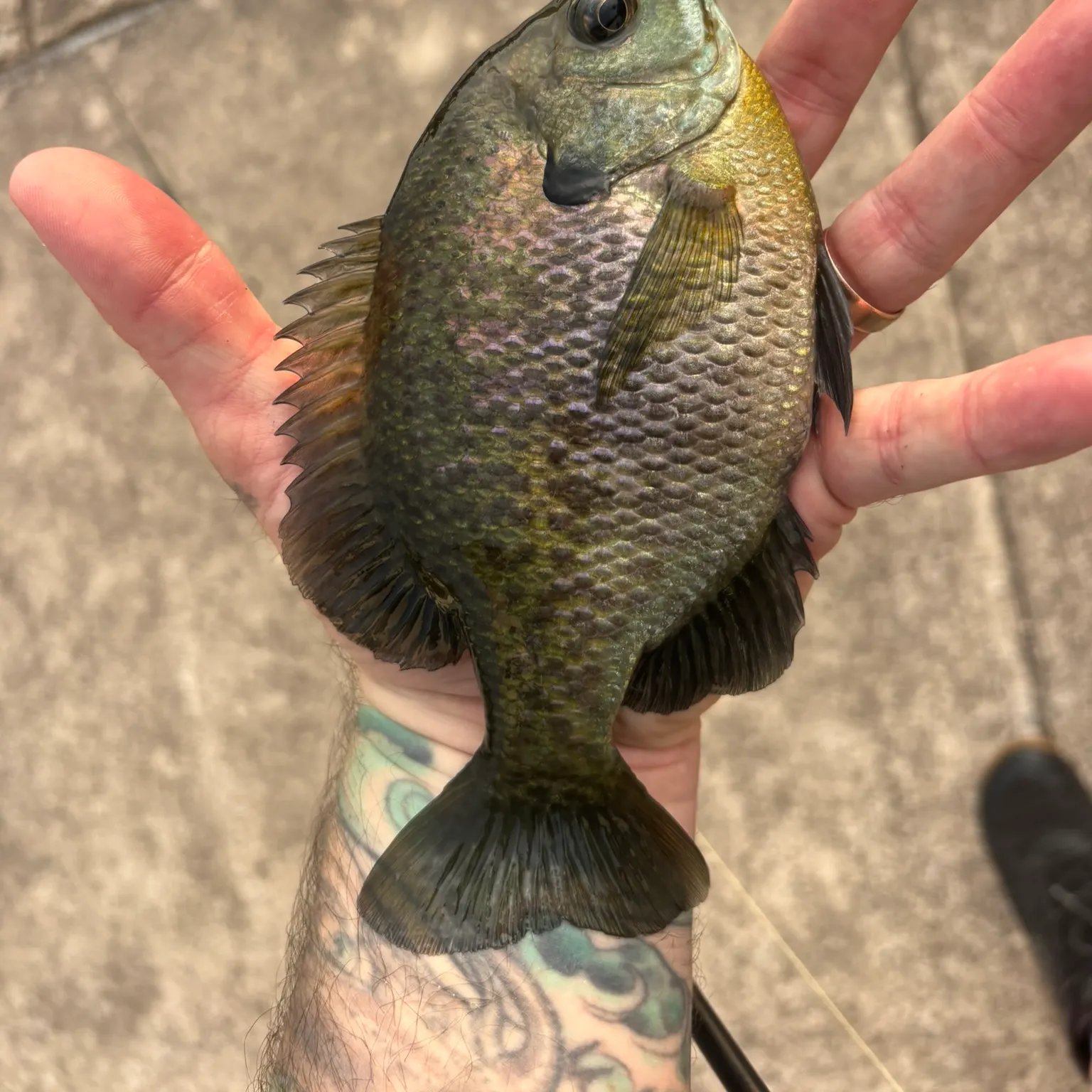 recently logged catches