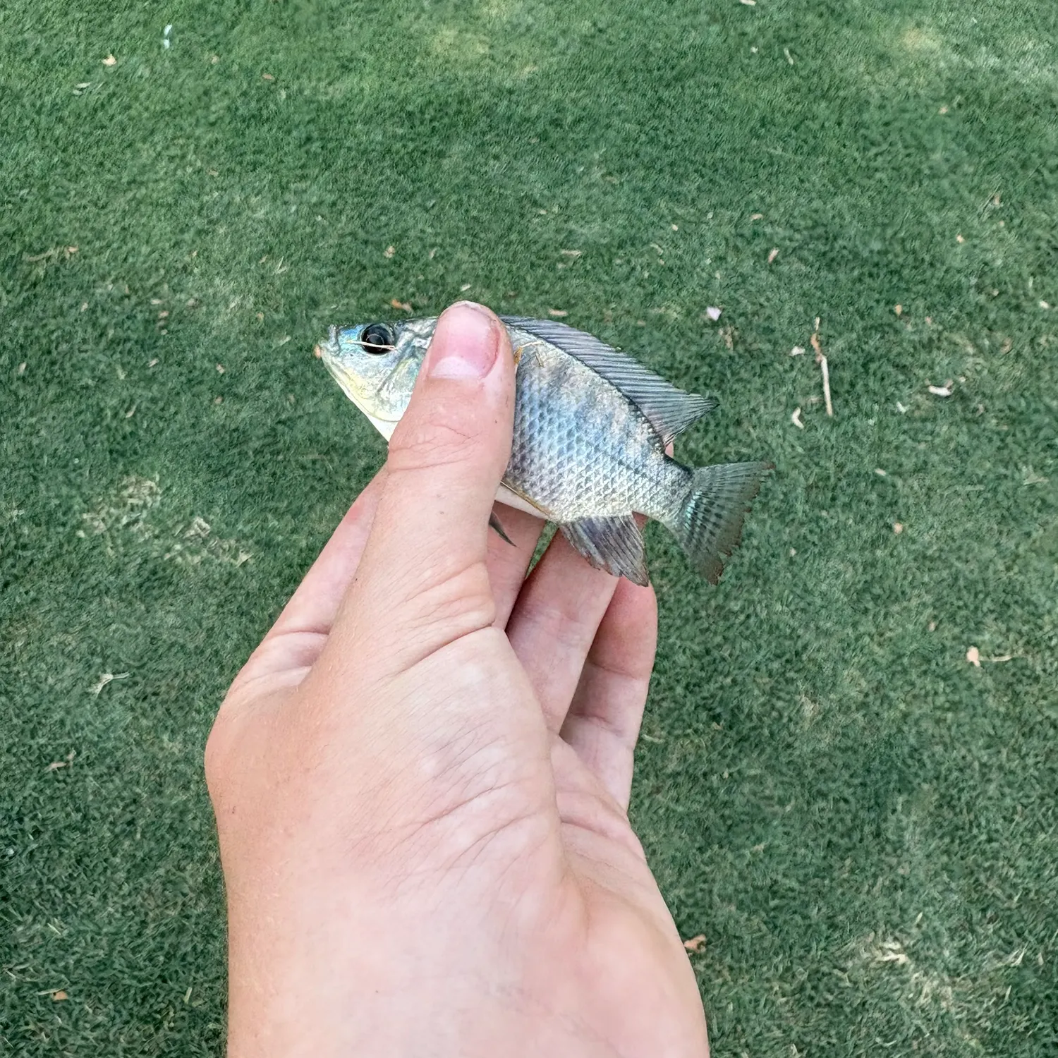 Nile tilapia caught on Fishbrain