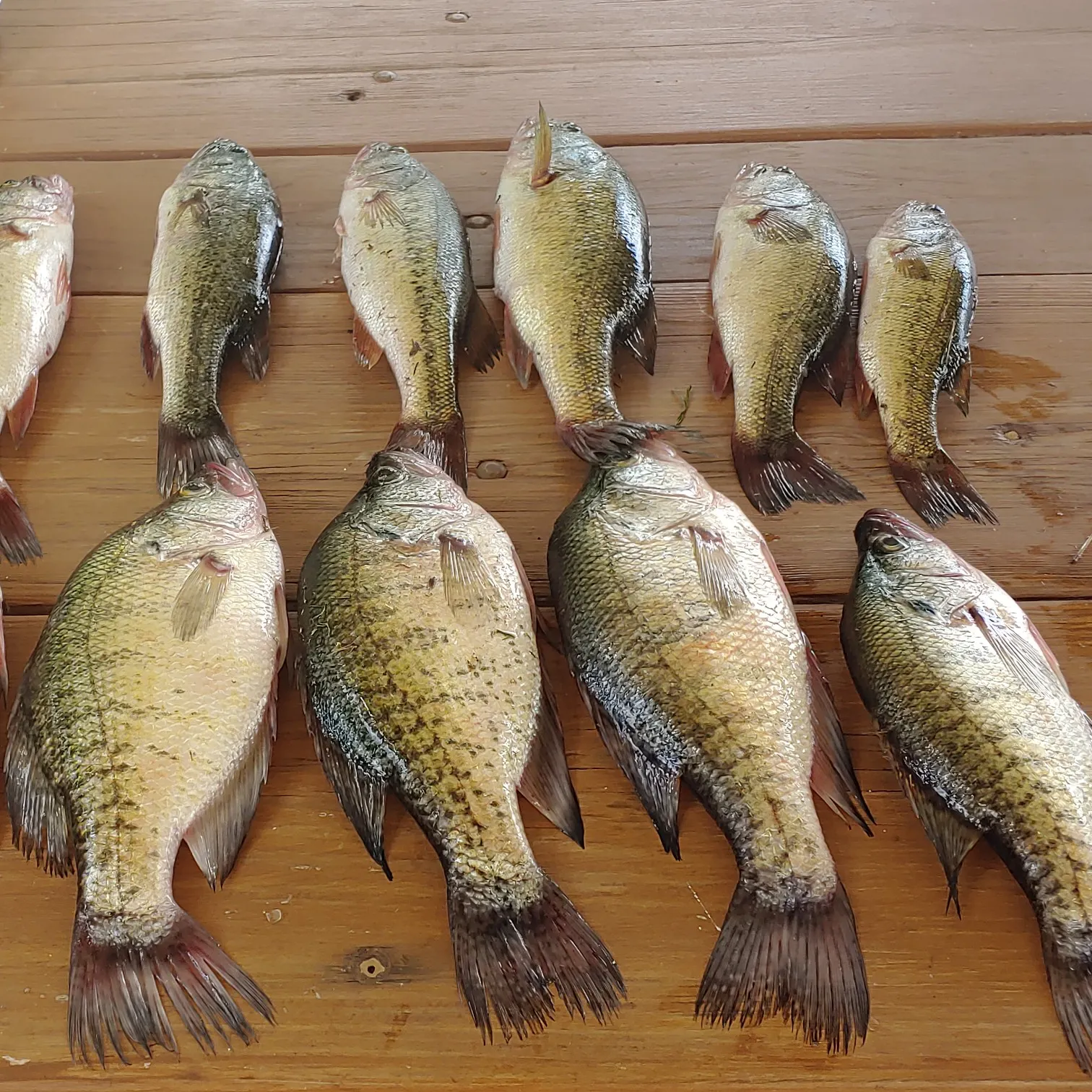 recently logged catches