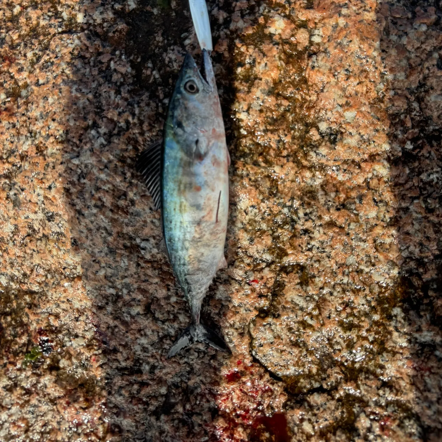 The most recent Atlantic bonito catches on Fishbrain