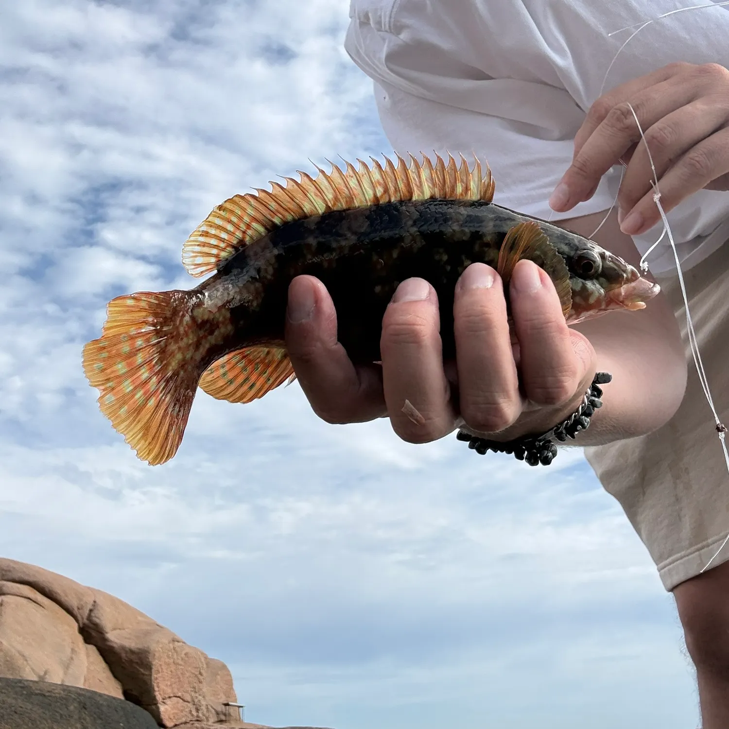 Ballan wrasse caught on Fishbrain