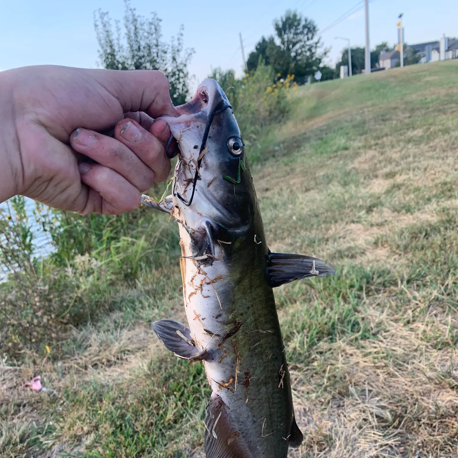 Channel catfish caught on Fishbrain