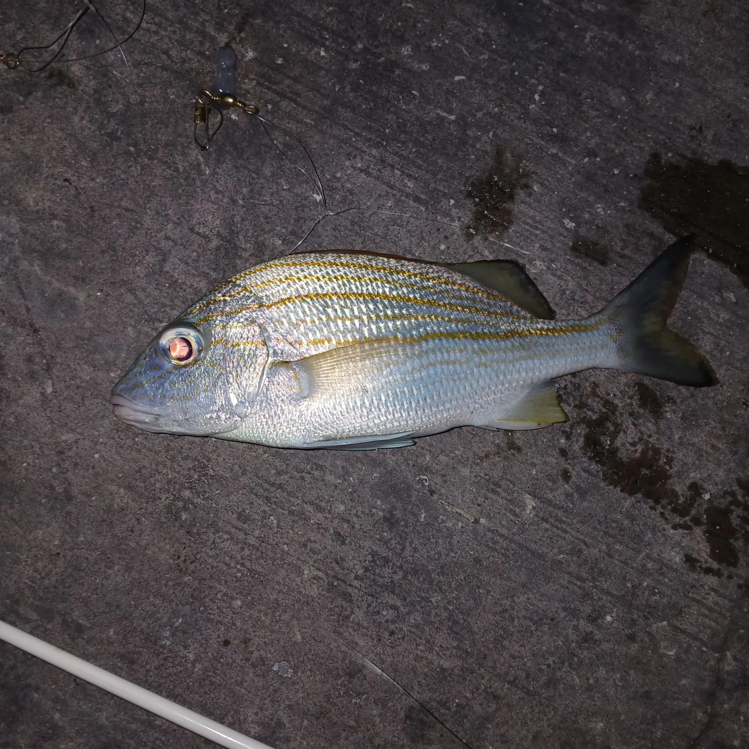 The most recent White grunt catches on Fishbrain