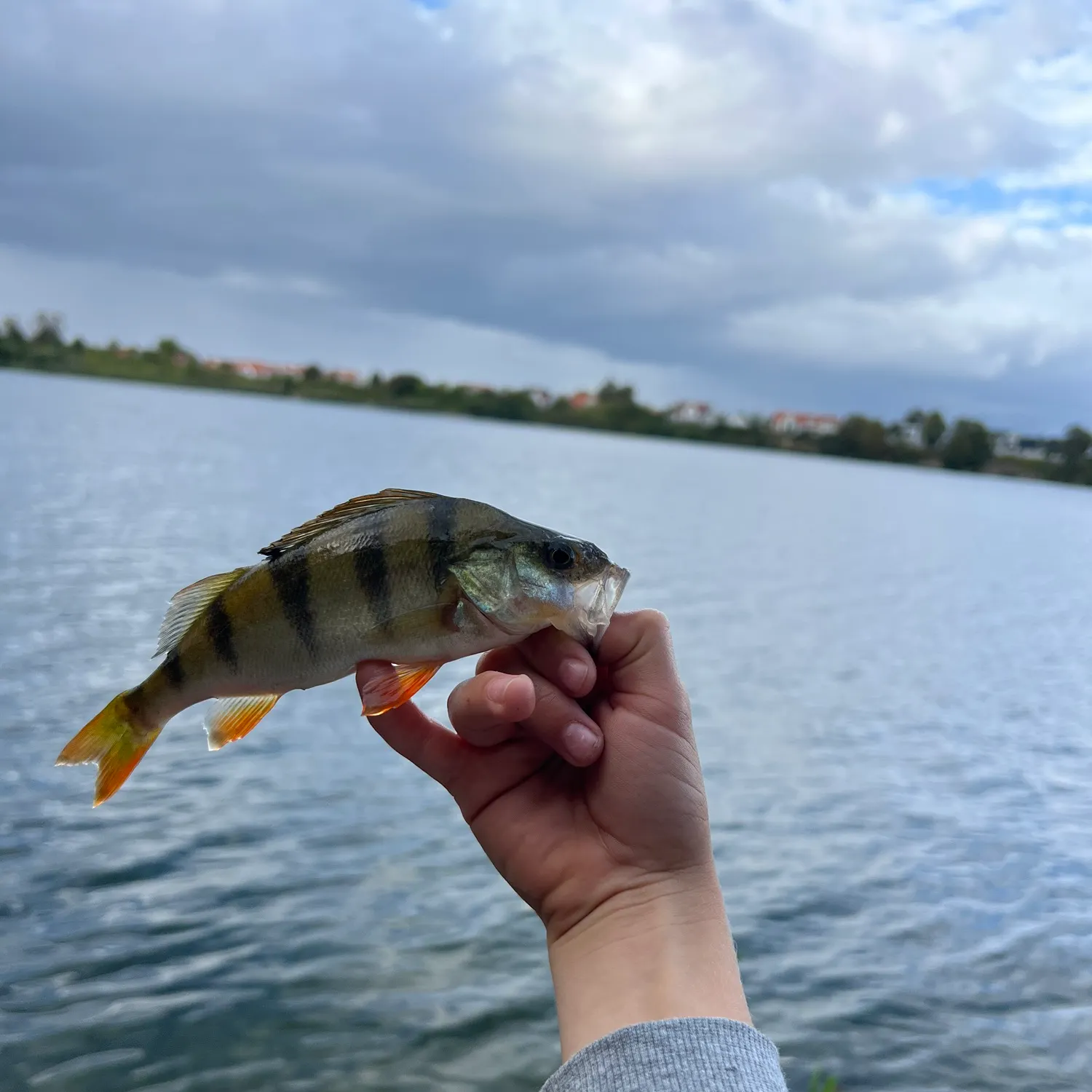 European perch caught on Fishbrain