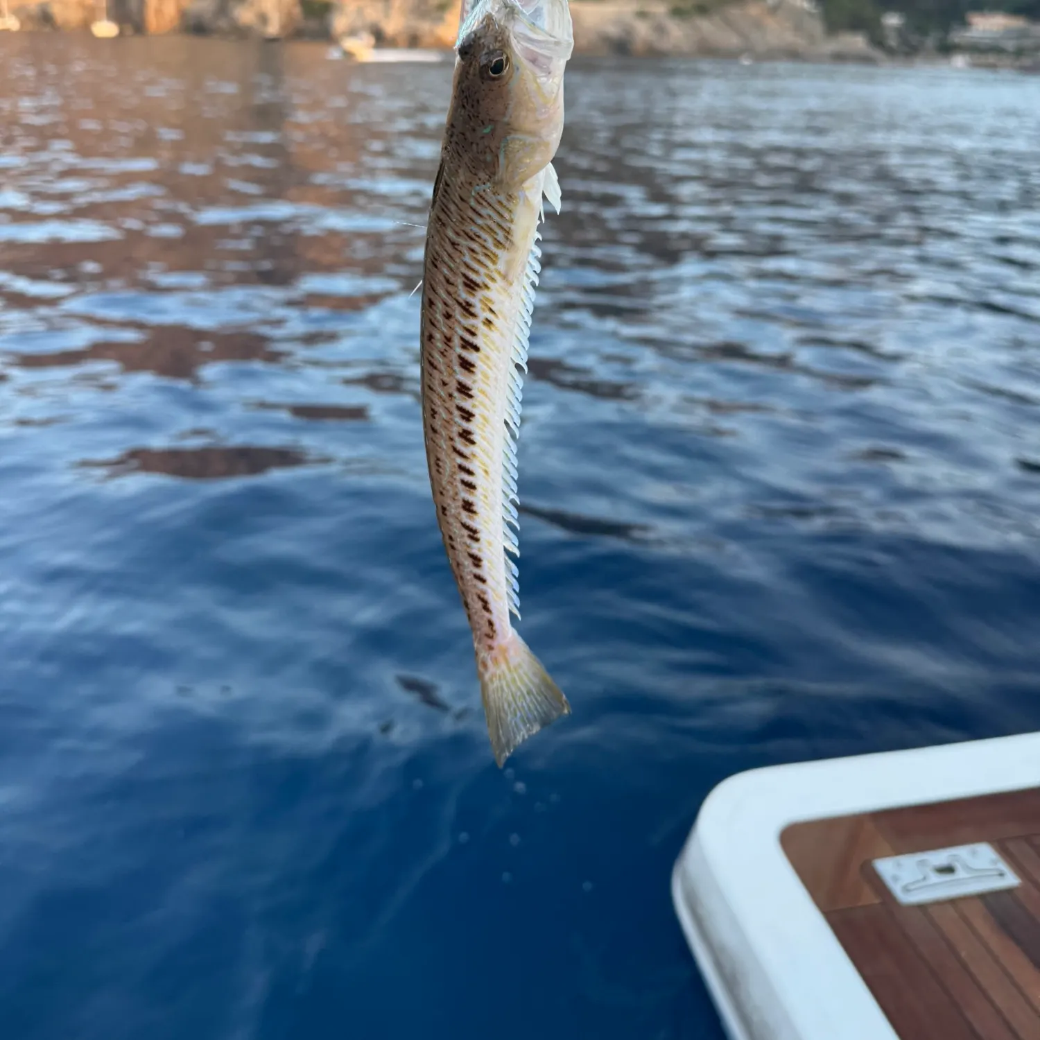 The most recent Greater weever catches on Fishbrain