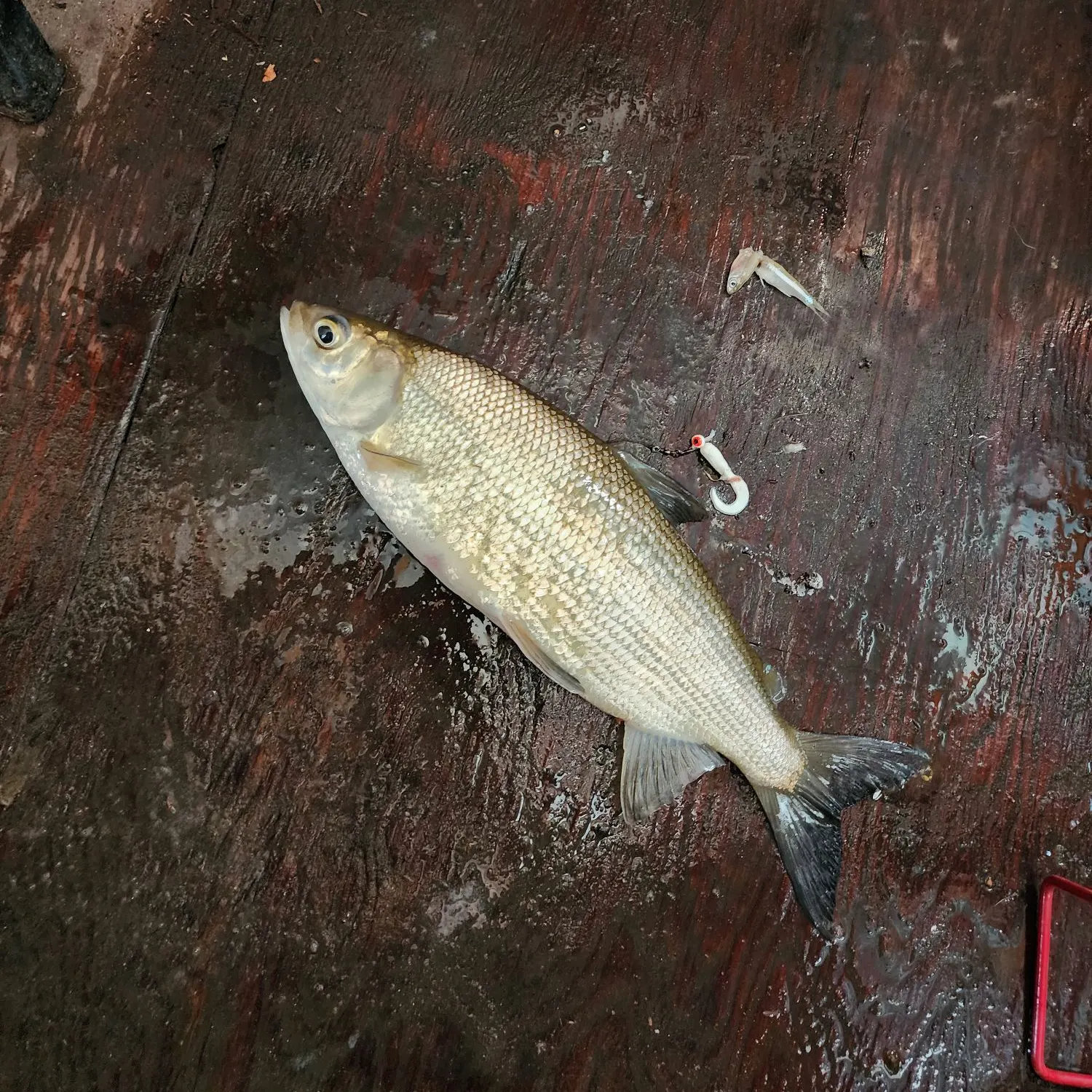 The most recent Lake whitefish catches on Fishbrain