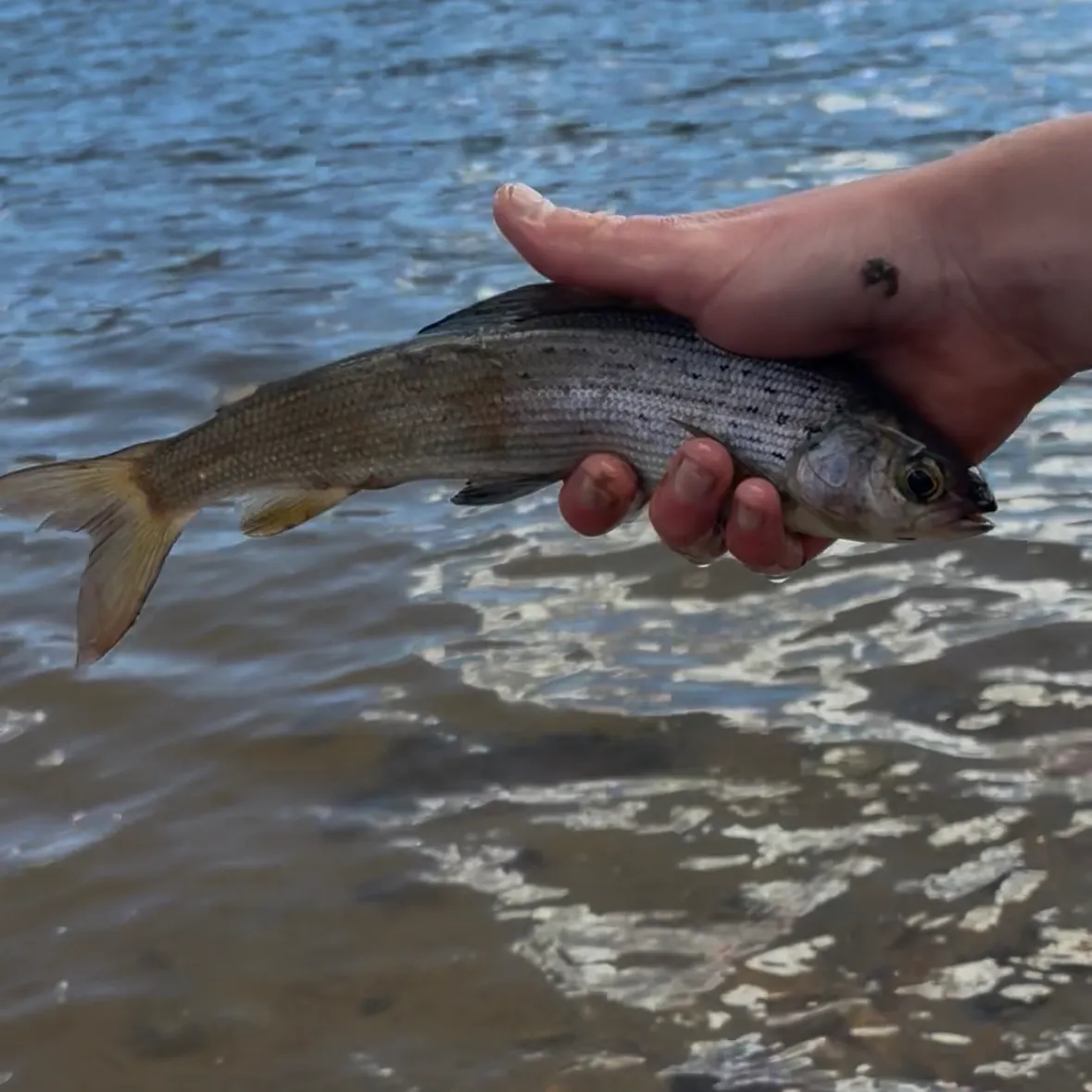 Arctic grayling caught on Fishbrain