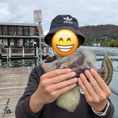 The most recent Fan-bellied leatherjacket catches on Fishbrain