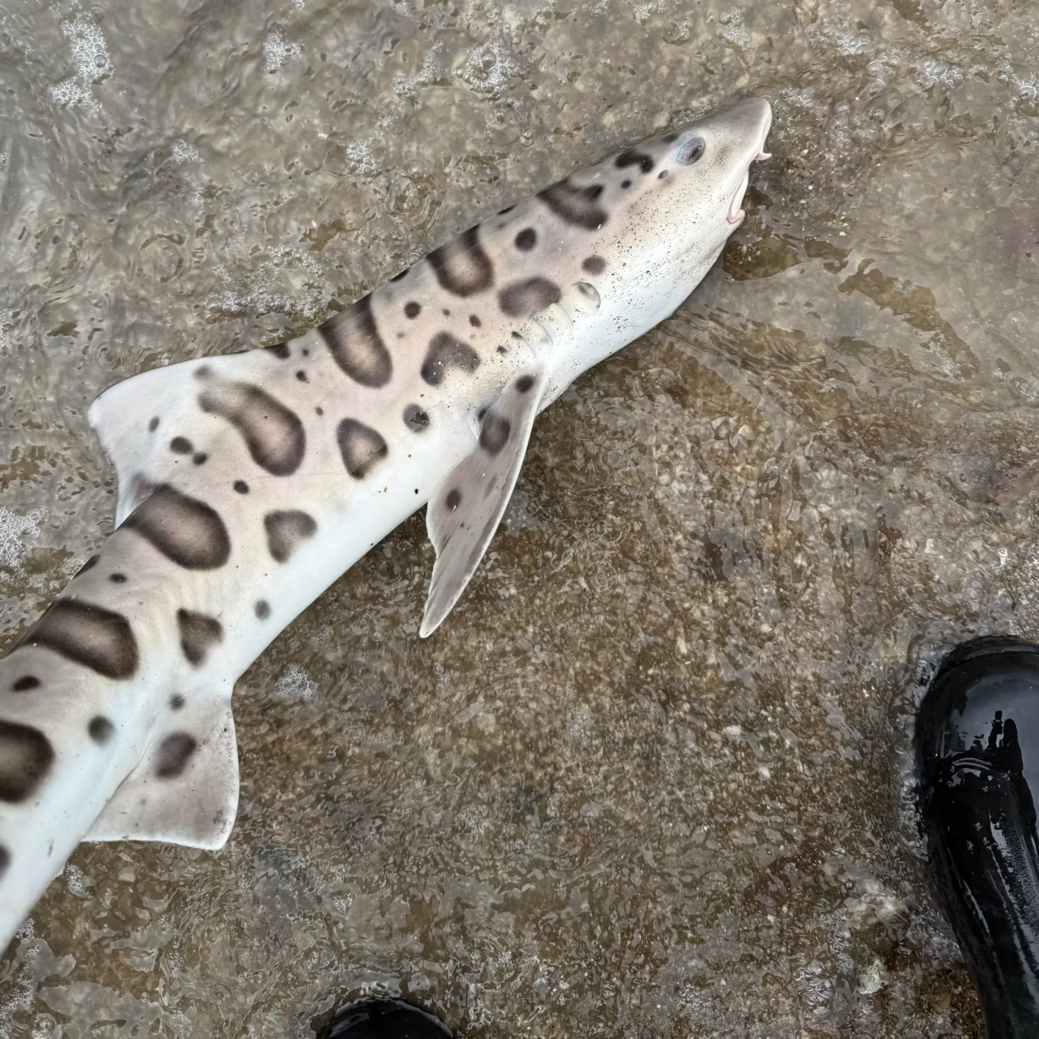 The most recent Leopard shark catches on Fishbrain