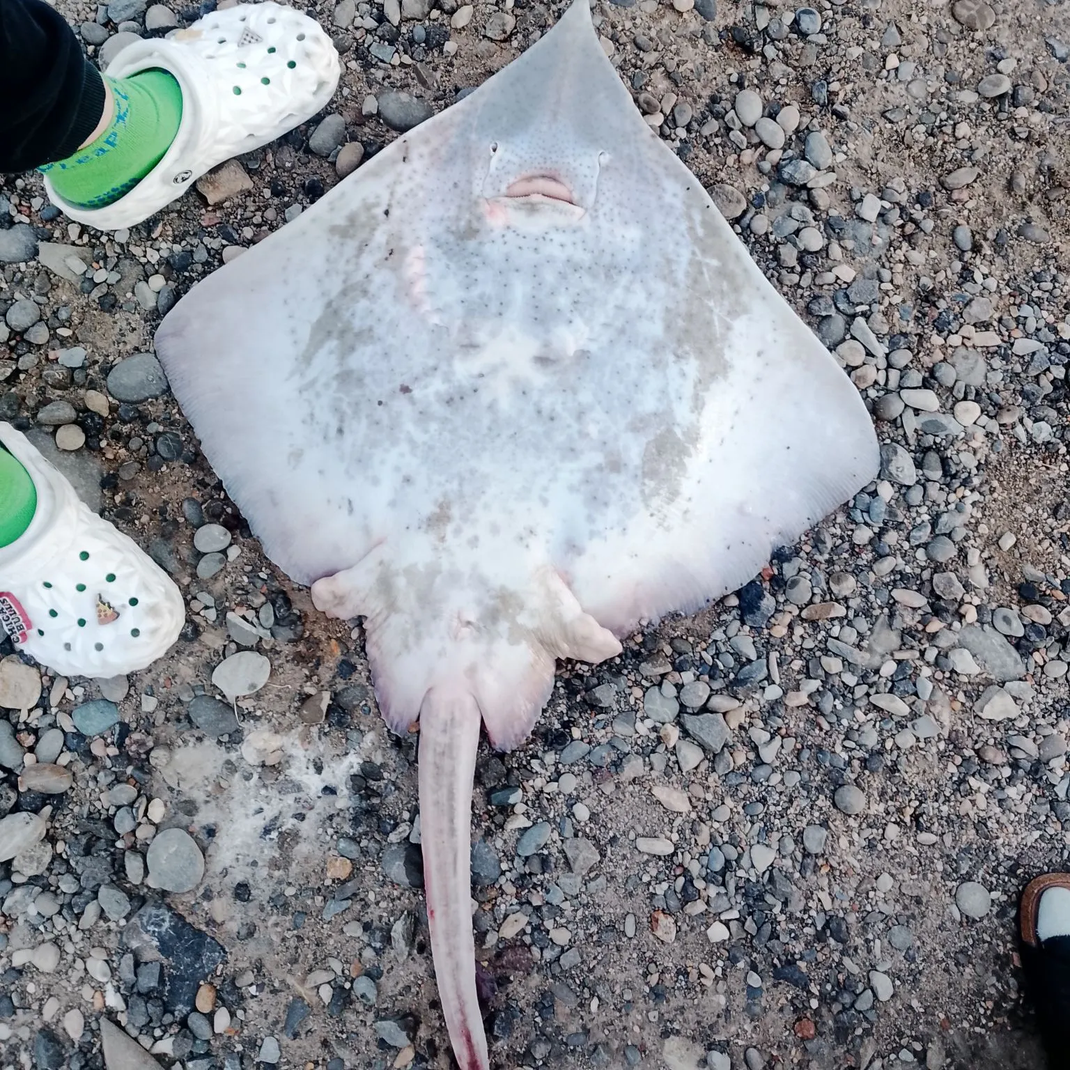 Bottlenosed skate caught on Fishbrain