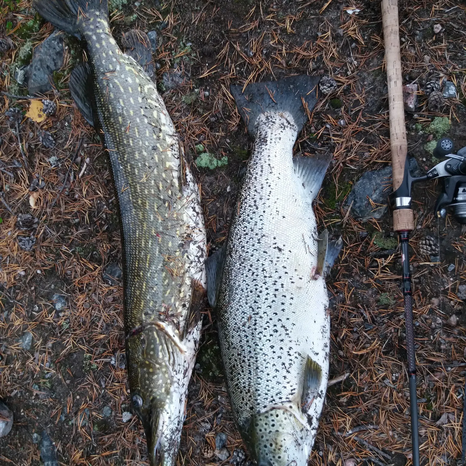 recently logged catches