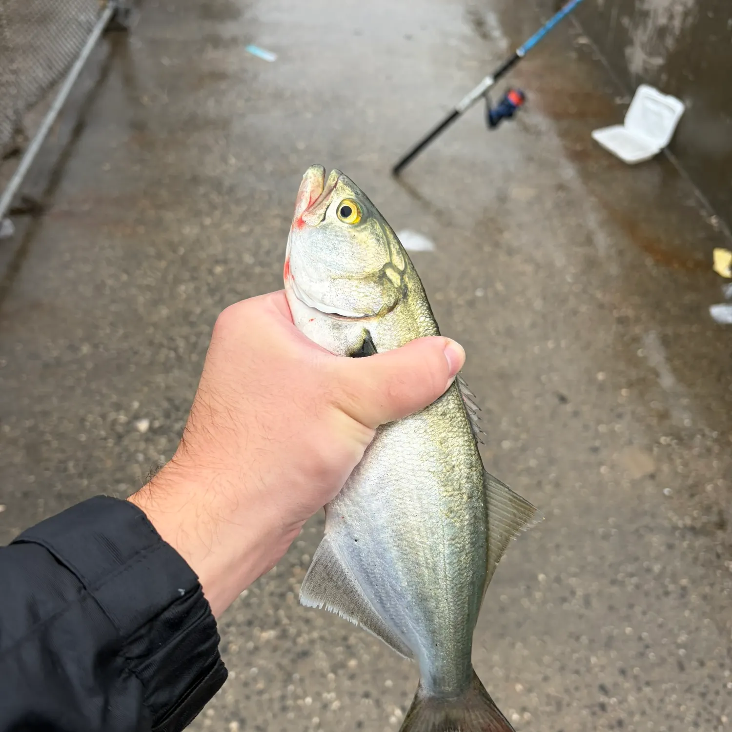 Bluefish caught on Fishbrain